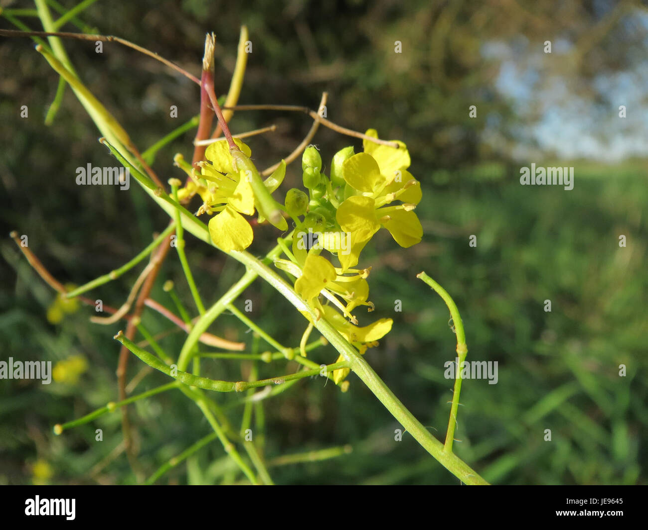 Rauke est une plante de champ commune dans certaines régions européennes, connue pour sa résilience et sa capacité à prospérer dans diverses conditions de sol. L'espèce fait partie de la famille des choux, contribuant à la flore locale. Banque D'Images