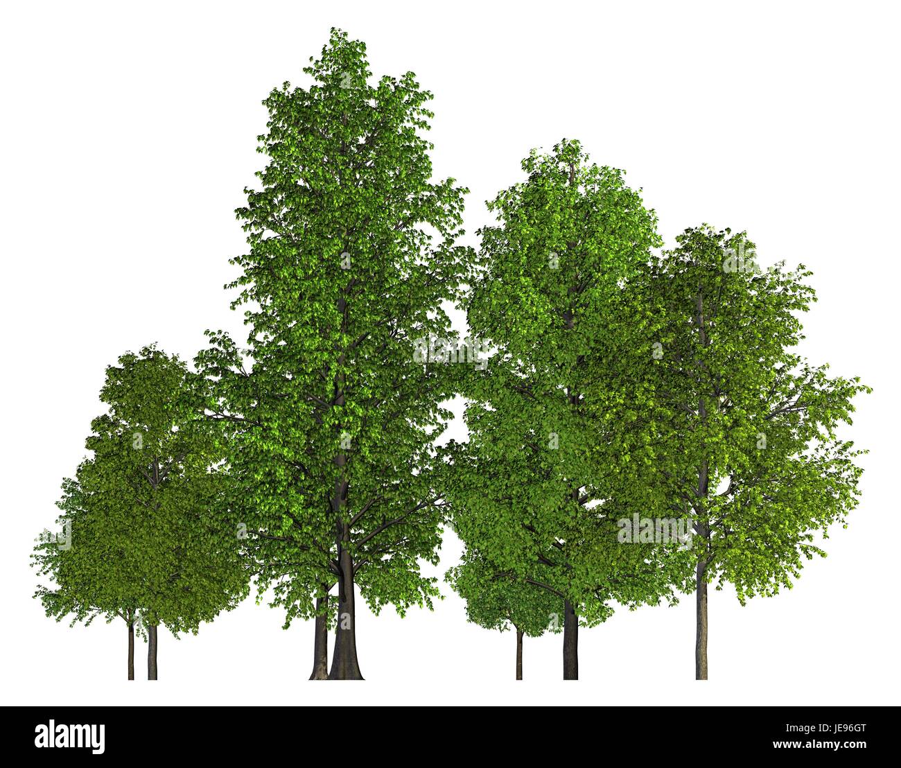 Illustration 3D arbres dans une rangée isolé sur blanc. Banque D'Images