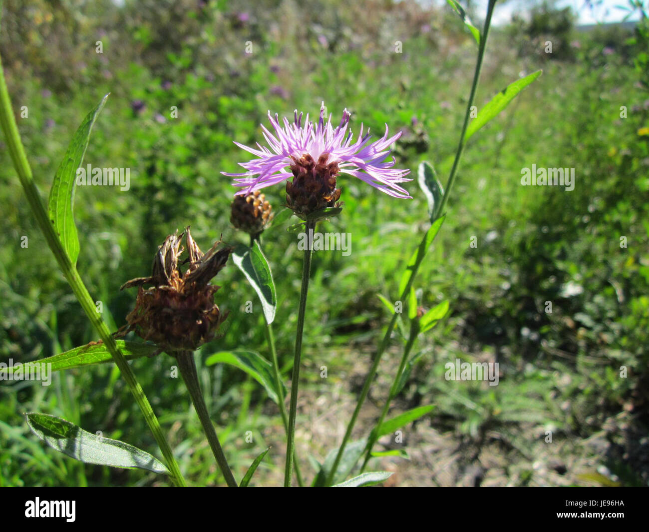 Le Wiesenflockenblume, photographié le 30 septembre 2012, est une espèce de fleurs sauvages trouvée à Saarbrücken, en Allemagne. Il est connu pour sa tête de fleur distincte et sa coloration brillante. Banque D'Images