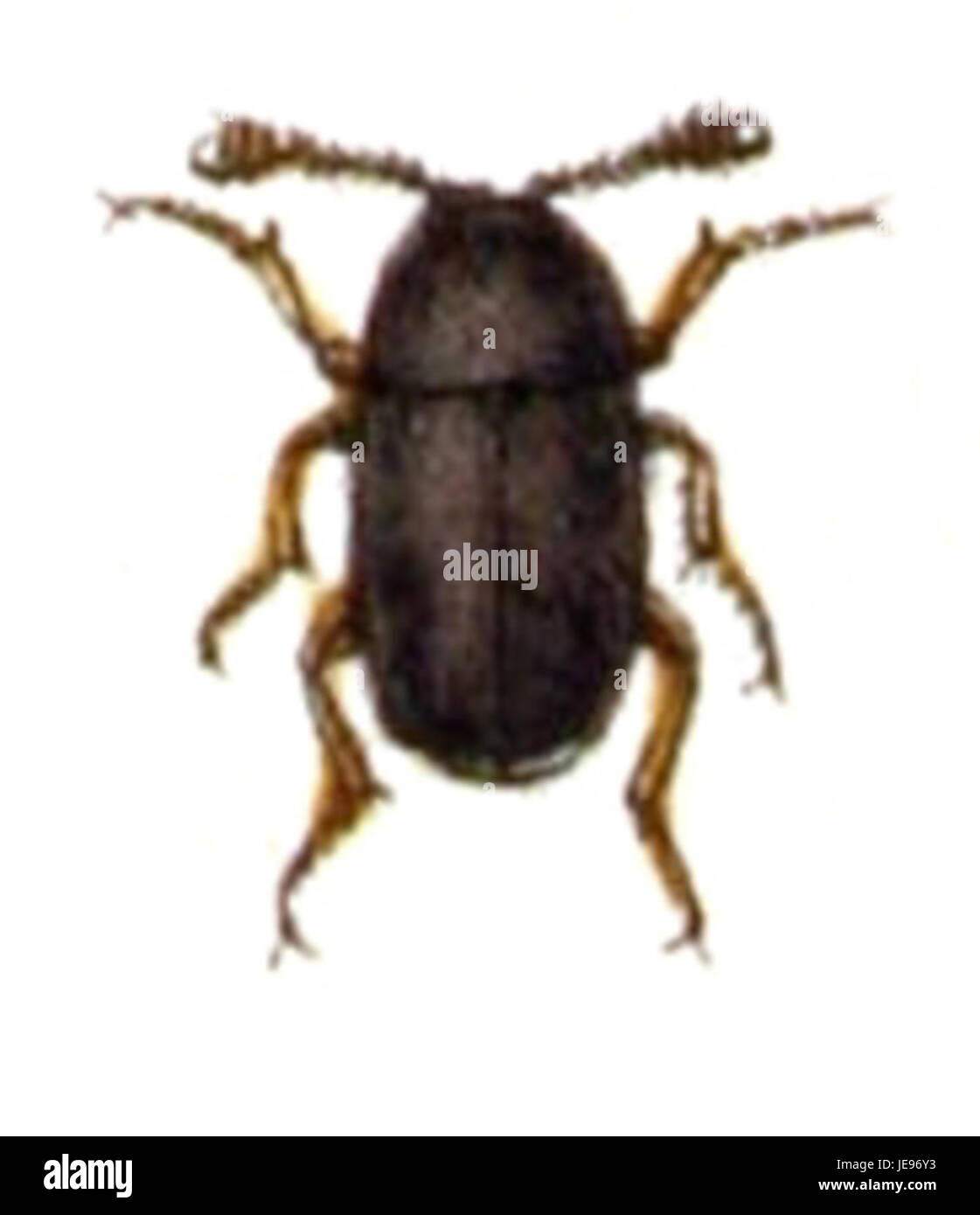 Image de l'espèce coléoptère Colon claviger, photographiée à partir de la collection Calwer le 17 octobre. Cette espèce appartient à la famille des Tenebrionidae et est connue pour son rôle écologique dans les processus naturels de décomposition. Banque D'Images