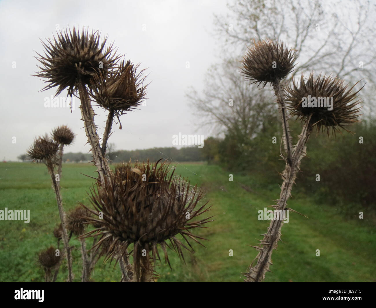 L'Eselsdistel, ou chardon commun (Cirsium vulgare), est une plante rustique et épineuse trouvée en Europe et dans certaines parties de l'Asie. Elle est souvent considérée comme une mauvaise herbe, mais elle est également importante pour les pollinisateurs, fournissant du nectar aux abeilles et aux papillons. Banque D'Images