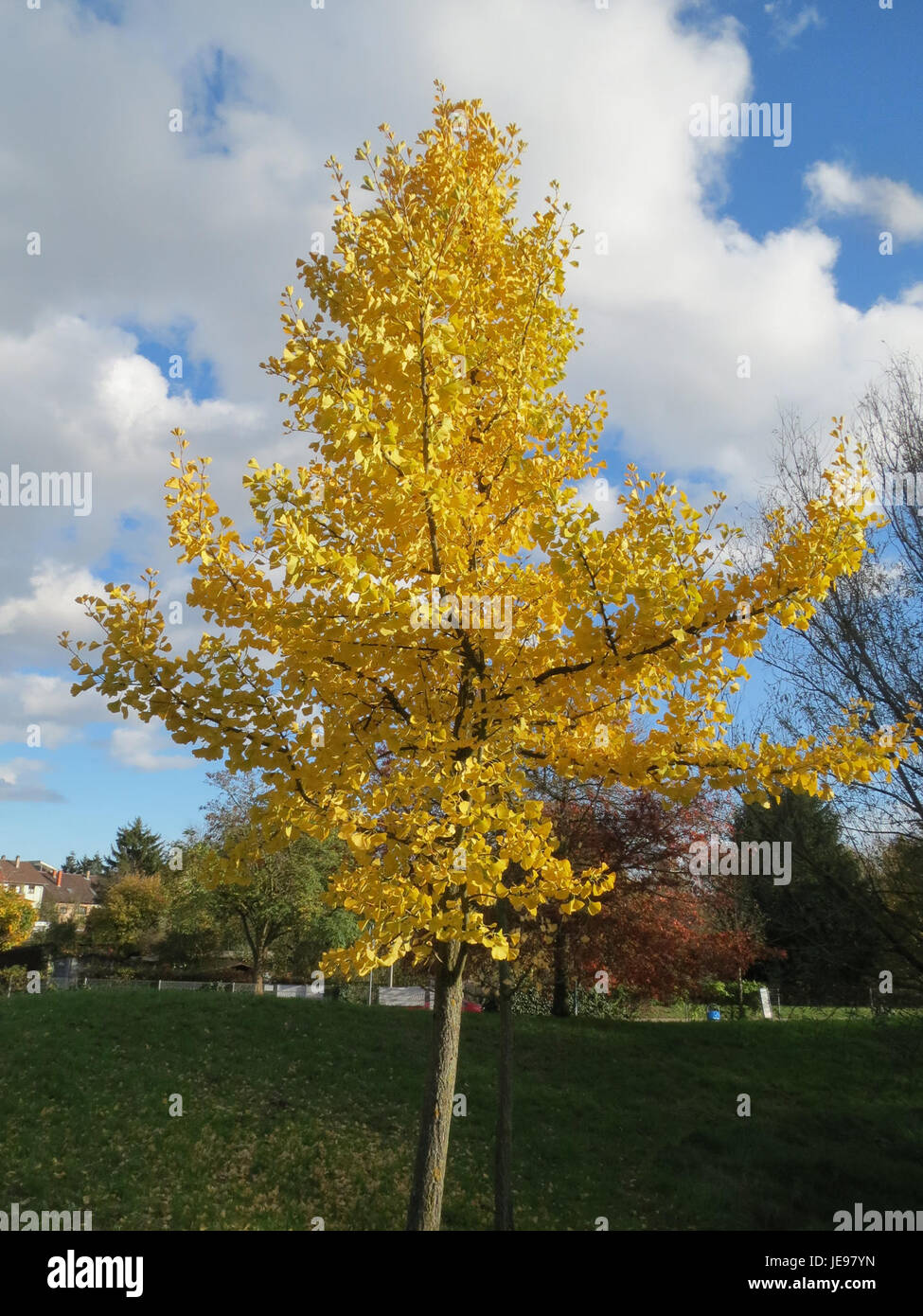Cette photographie prise le 9 novembre 2013 montre un Ginkgo à Hockenheim, en Allemagne. L'image capture les couleurs d'automne vibrantes des feuilles distinctives en forme d'éventail de l'arbre, communément associées aux changements de saison. Banque D'Images