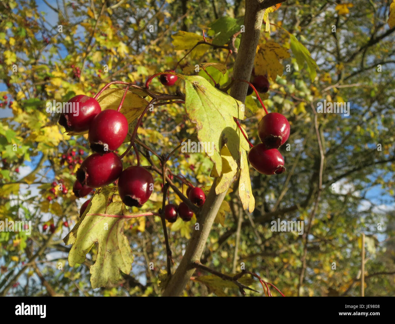 Photographie prise le 9 novembre 2013 du Weissdorn, ou aubépine, mettant en valeur ses baies rouges et ses branches épineuses dans un habitat naturel. Banque D'Images