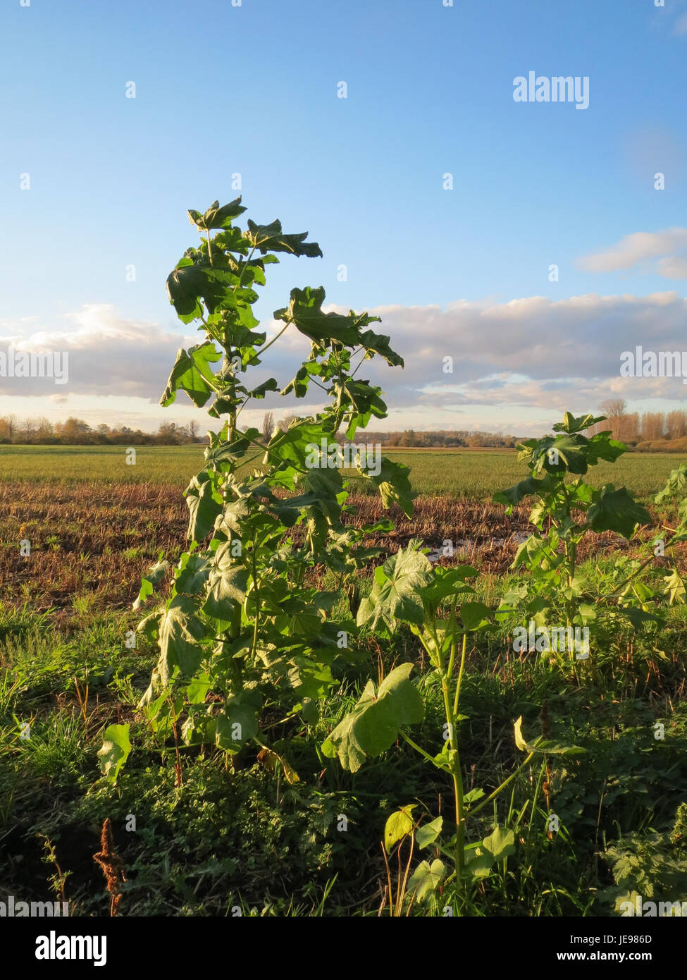 Une photographie prise le 9 novembre 2013 de Malve Karl-Ludwig-See, une vue panoramique capturant la beauté naturelle de l'endroit. Banque D'Images