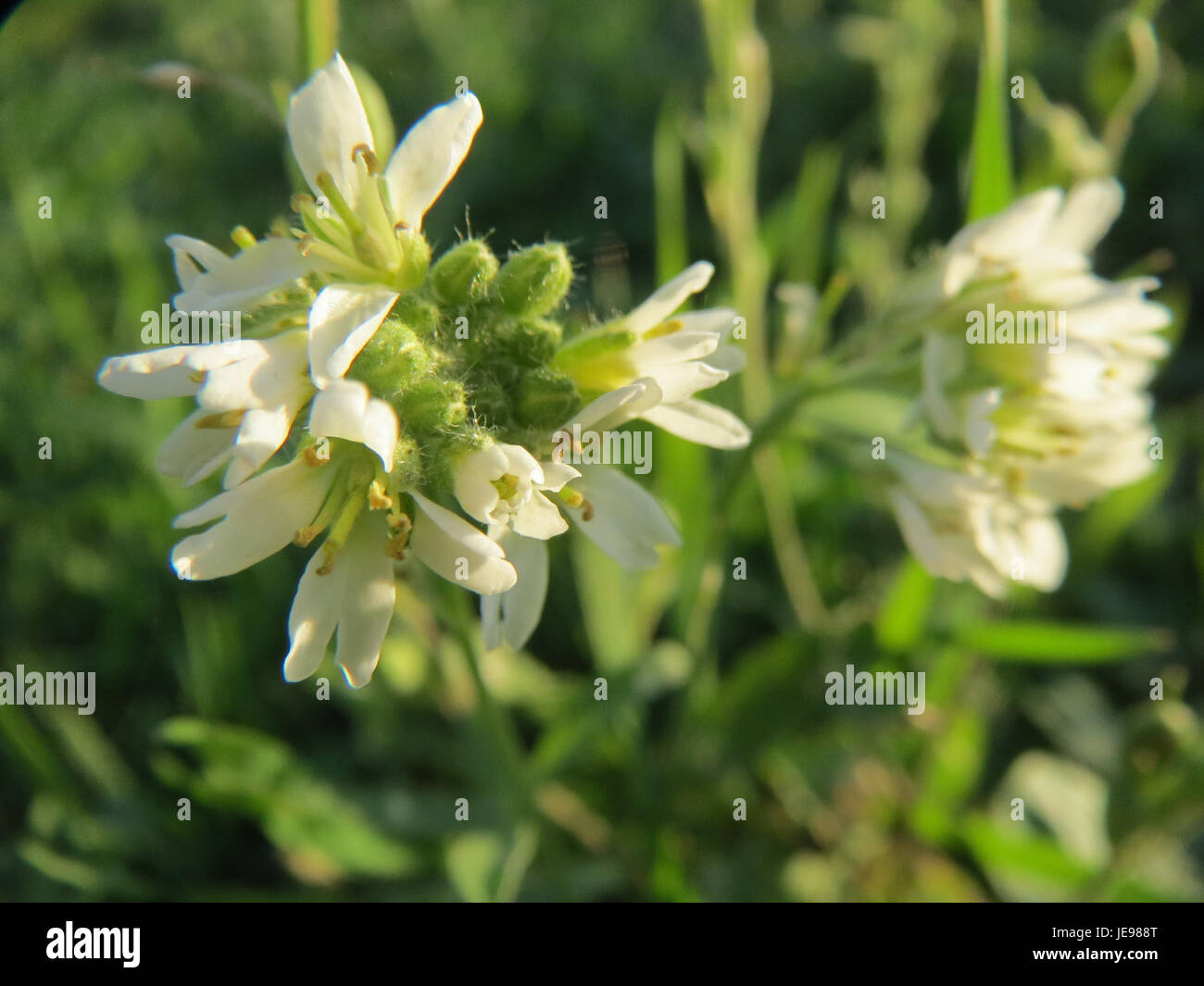 La Graukresse, ou cresson gris (Lepidium draba), est une plante robuste trouvée dans les sols perturbés, souvent dans les zones agricoles. Elle est considérée comme une mauvaise herbe en raison de sa nature envahissante. La plante est reconnue pour ses petites fleurs blanches et sa capacité à se propager rapidement, affectant les rendements des cultures et les écosystèmes locaux. Banque D'Images
