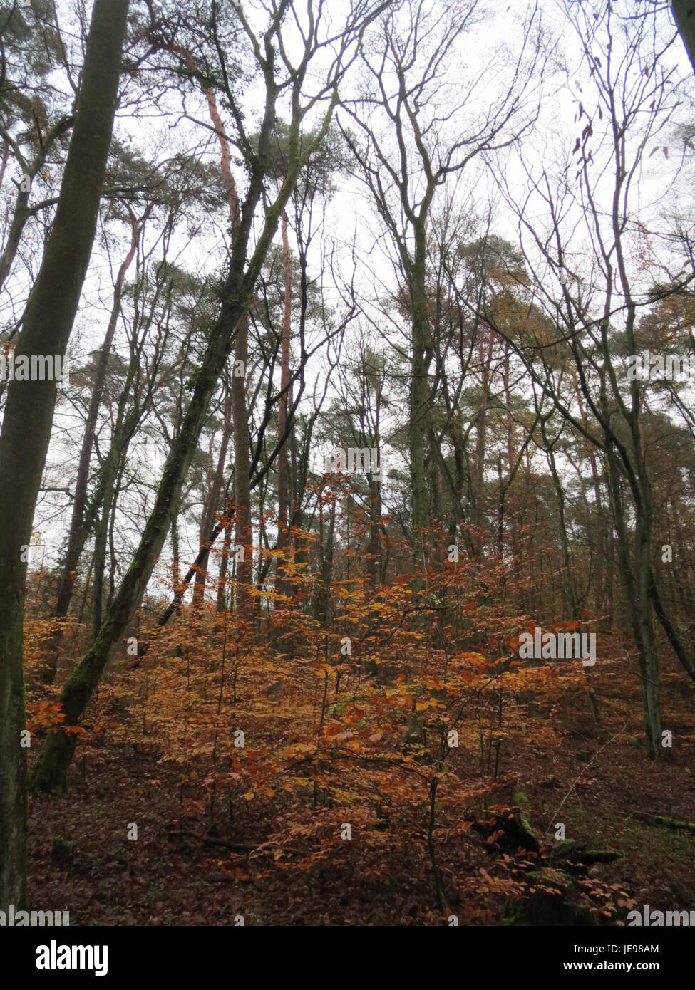 Le Schwetzinger Hardt est une région d'Allemagne connue pour sa beauté naturelle, avec des paysages variés, des forêts et une faune sauvage. Cette image a été prise dans la région de Schwetzinger Hardt le 13 novembre 2013. Banque D'Images