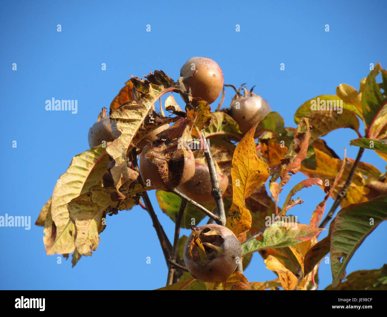 Crataegus germanica, également connu sous le nom d'aubépine allemande, est une espèce végétale originaire d'Europe. Ce spécimen est présenté pour ses fleurs blanches distinctives et ses baies rouges, souvent utilisées en médecine traditionnelle pour leurs prétendus avantages pour la santé cardiaque. L'aubépine allemande est un arbuste robuste à feuilles caduques souvent trouvé dans les haies et les bois. Banque D'Images
