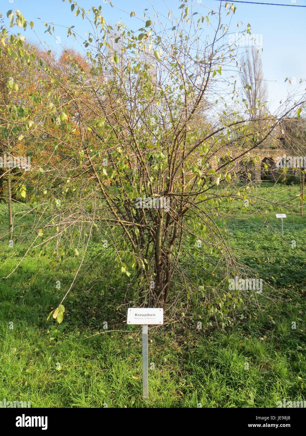 Kreuzdorn est une espèce végétale trouvée dans la région de Schwetzingen, connue pour sa structure arbuste épineuse et ses baies rouges vives. Il est souvent utilisé dans le jardinage local et l'aménagement paysager en raison de sa nature robuste et de son intérêt saisonnier. Banque D'Images