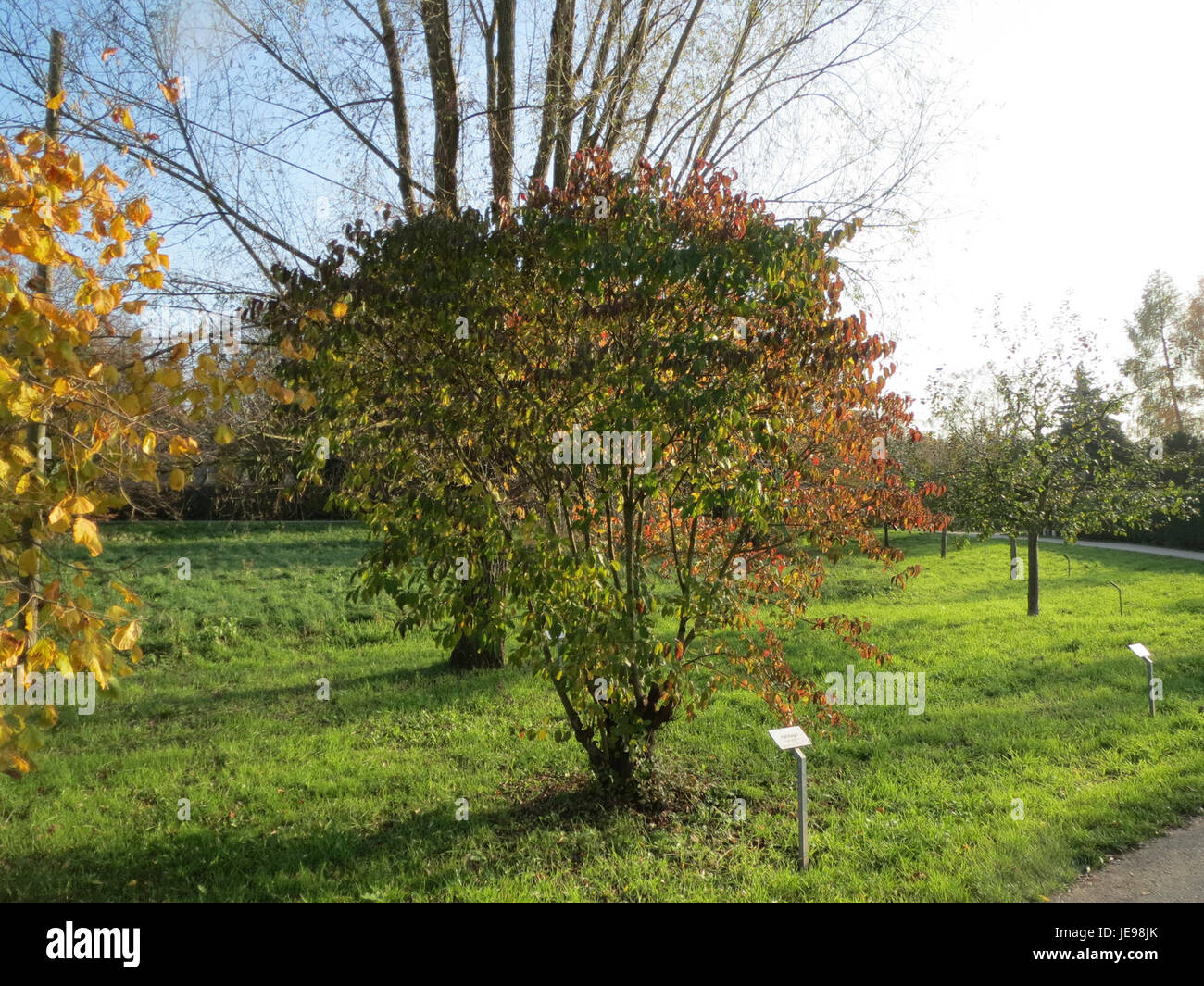 Cette image montre la plante *Cornus sanguinea*, communément connue sous le nom de rambarde. La plante est reconnue pour ses brindilles rouges, qui sont proéminentes pendant les mois d'hiver, et sa valeur ornementale dans l'aménagement paysager. Banque D'Images