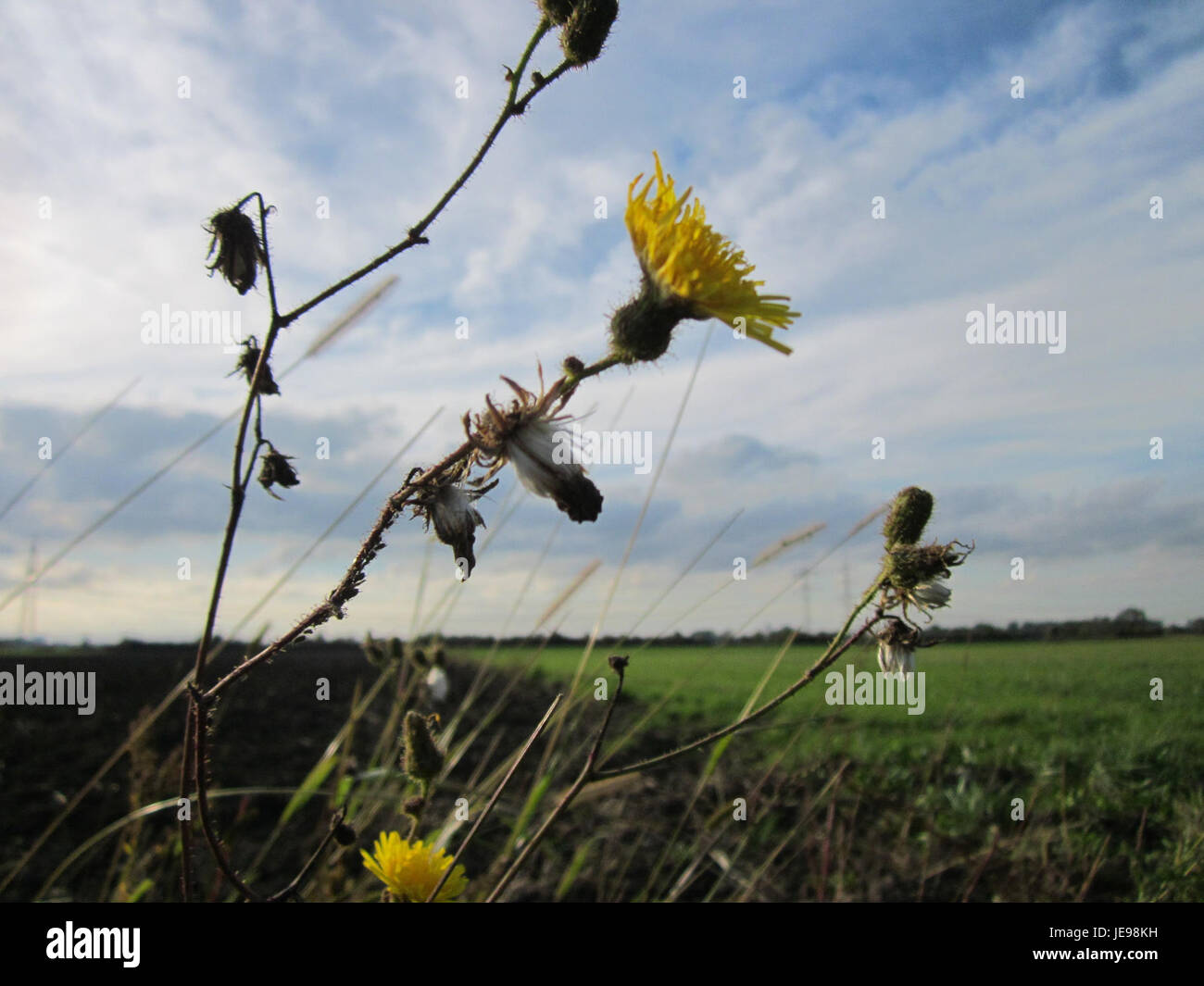 Cette image montre une plante de chardon (Gaensedistel) à Hockenheim, en Allemagne, représentant la plante dans un environnement naturel. Le chardon est une plante commune dans la région et joue un rôle dans la flore locale. Banque D'Images