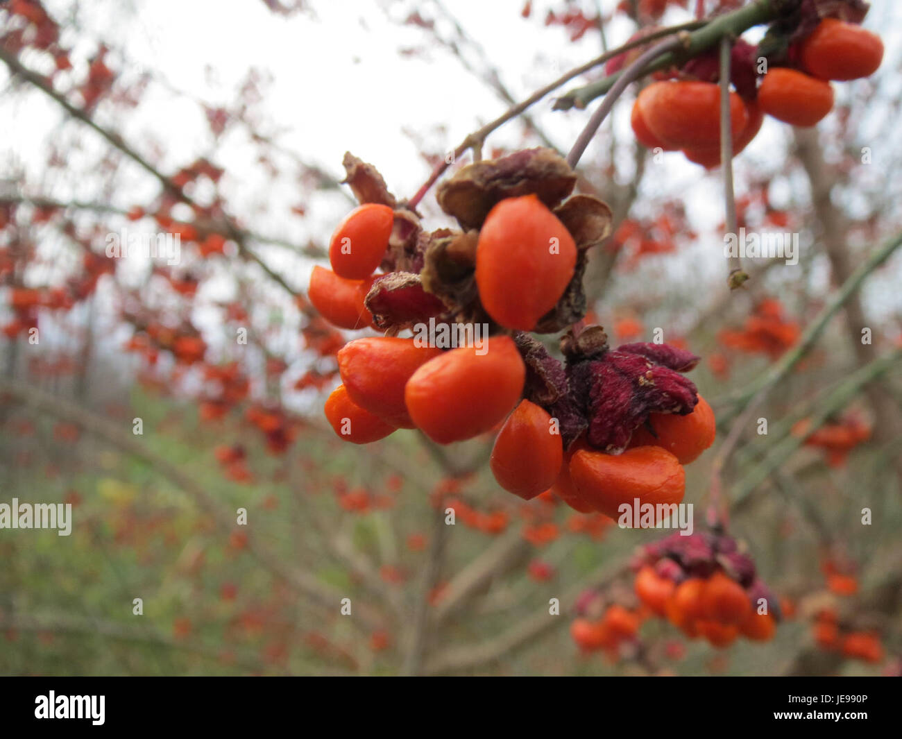 Pfaffenhuetchen, un lieu ou lieu photographié le 25 novembre 2013, peut être connu pour sa beauté pittoresque, son importance historique ou locale. Banque D'Images