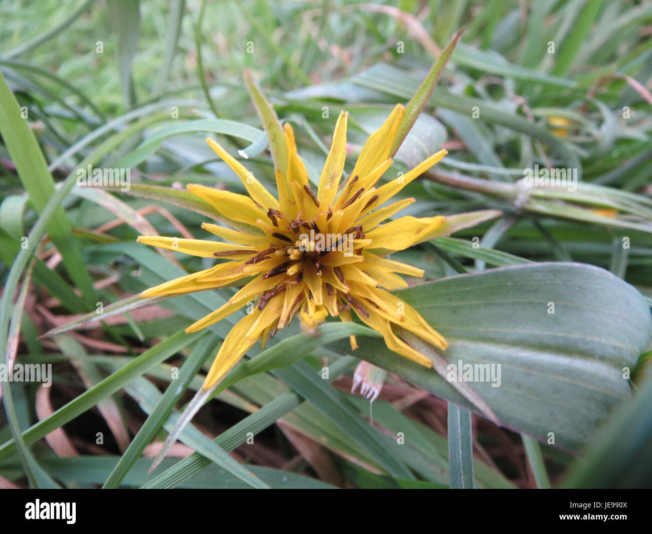 Cette photo du 25 novembre 2013 montre Bocksbart, une plante que l’on trouve couramment en Europe. L'image capture les caractéristiques distinctives de la plante, y compris sa structure foliaire et ses aspects floraux. Banque D'Images