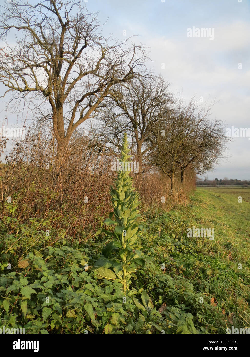 La poire Königskirsche (cerise royale), présentée le 8 décembre 2013, est une variété de poire connue pour sa forme distinctive et sa saveur riche, souvent utilisée dans les desserts ou mangée fraîche. Banque D'Images