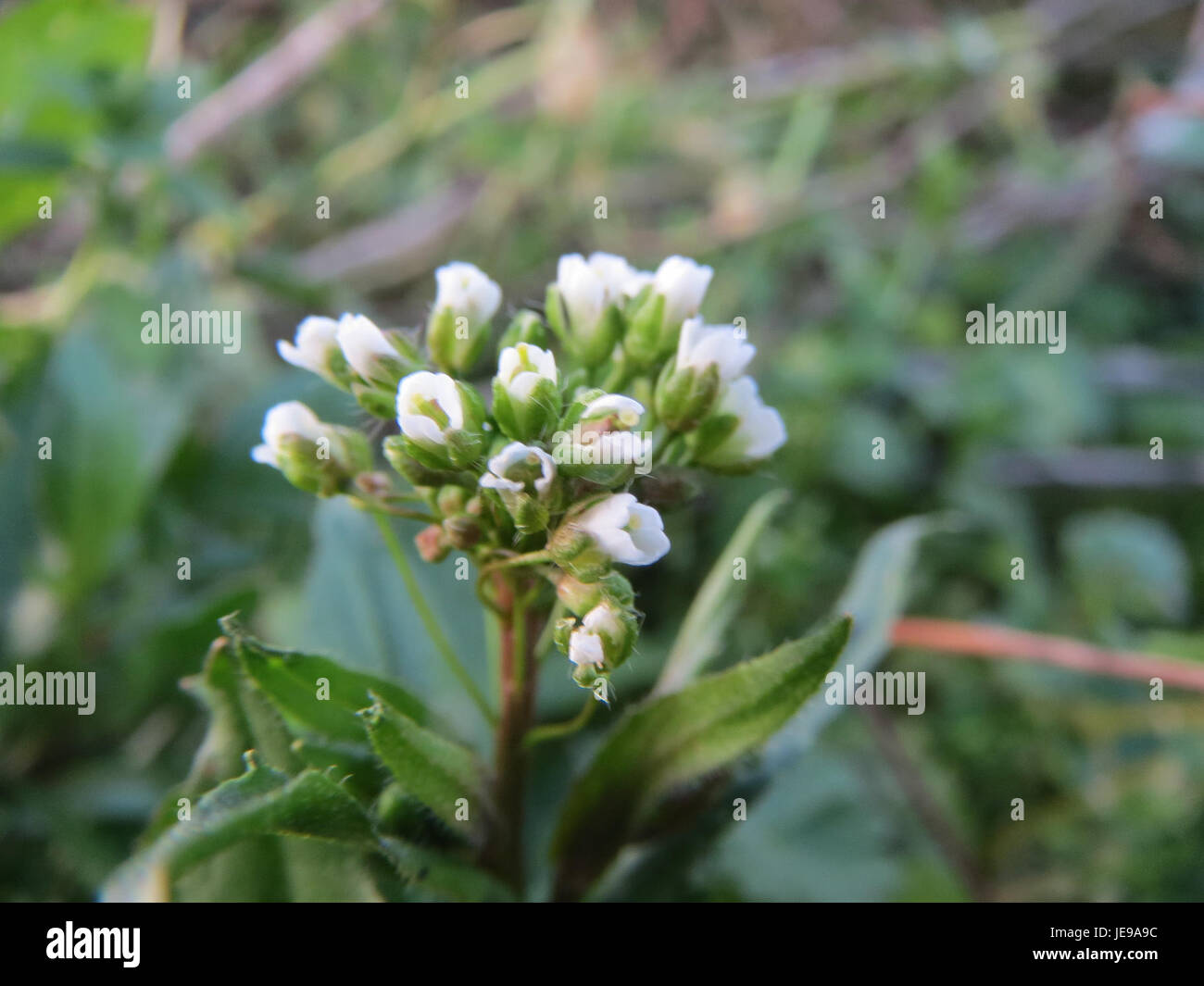 Le 'Hirtentaeschel' est une herbe traditionnelle allemande connue pour ses propriétés médicinales. Cette herbe est utilisée depuis des siècles dans la médecine populaire pour traiter diverses affections, en particulier liées au système respiratoire. Banque D'Images