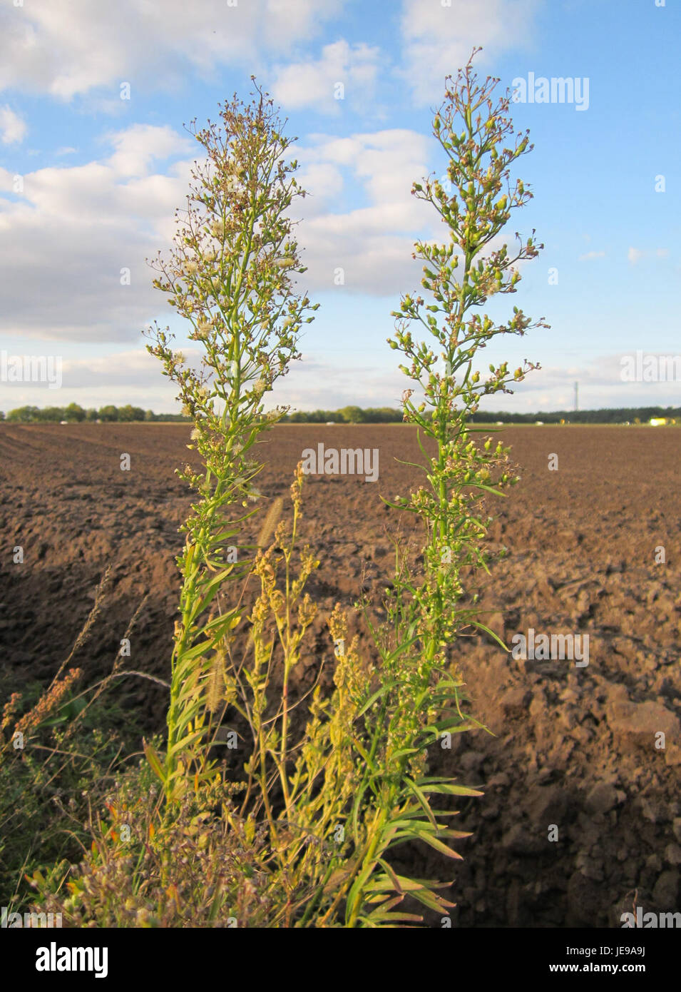 Cette image montre la plante Ruderalkraut, également connue sous le nom de plantes rudérales, que l'on trouve couramment dans les sols perturbés ou les zones urbaines. La photo souligne son adaptabilité et son rôle dans la succession écologique. Banque D'Images