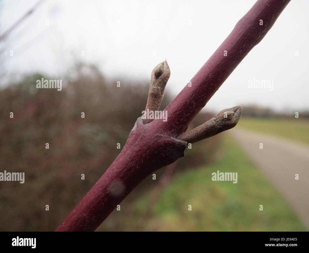 Le titre fait référence à 'Hartriegel', probablement une référence à une espèce de plante, peut-être Cornus mas (cornouiller européen), connue pour ses baies rouges et son utilisation dans l'aménagement paysager. Cet arbuste à feuilles caduques ou petit arbre est originaire d'Europe et de certaines parties de l'Asie. Banque D'Images