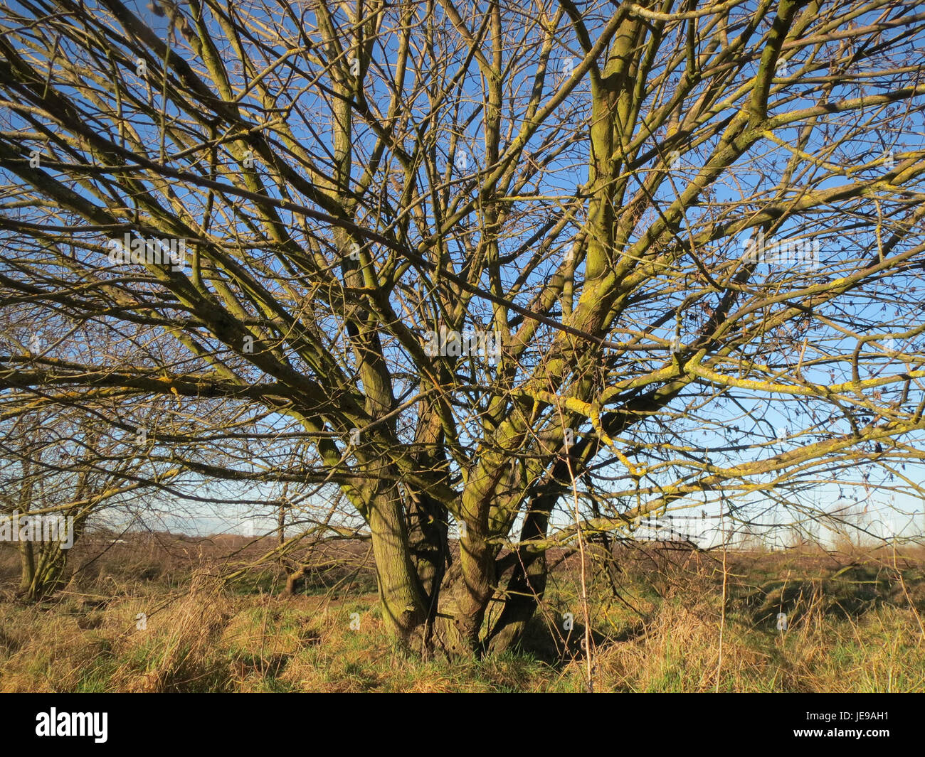 L'image montre Salix, un genre d'arbres communément appelé saules, pris à Neulussheim le 17 janvier 2014. La photo met en évidence les branches longues et minces typiques des saules, ainsi que leur importance dans les paysages et les écosystèmes locaux. Banque D'Images