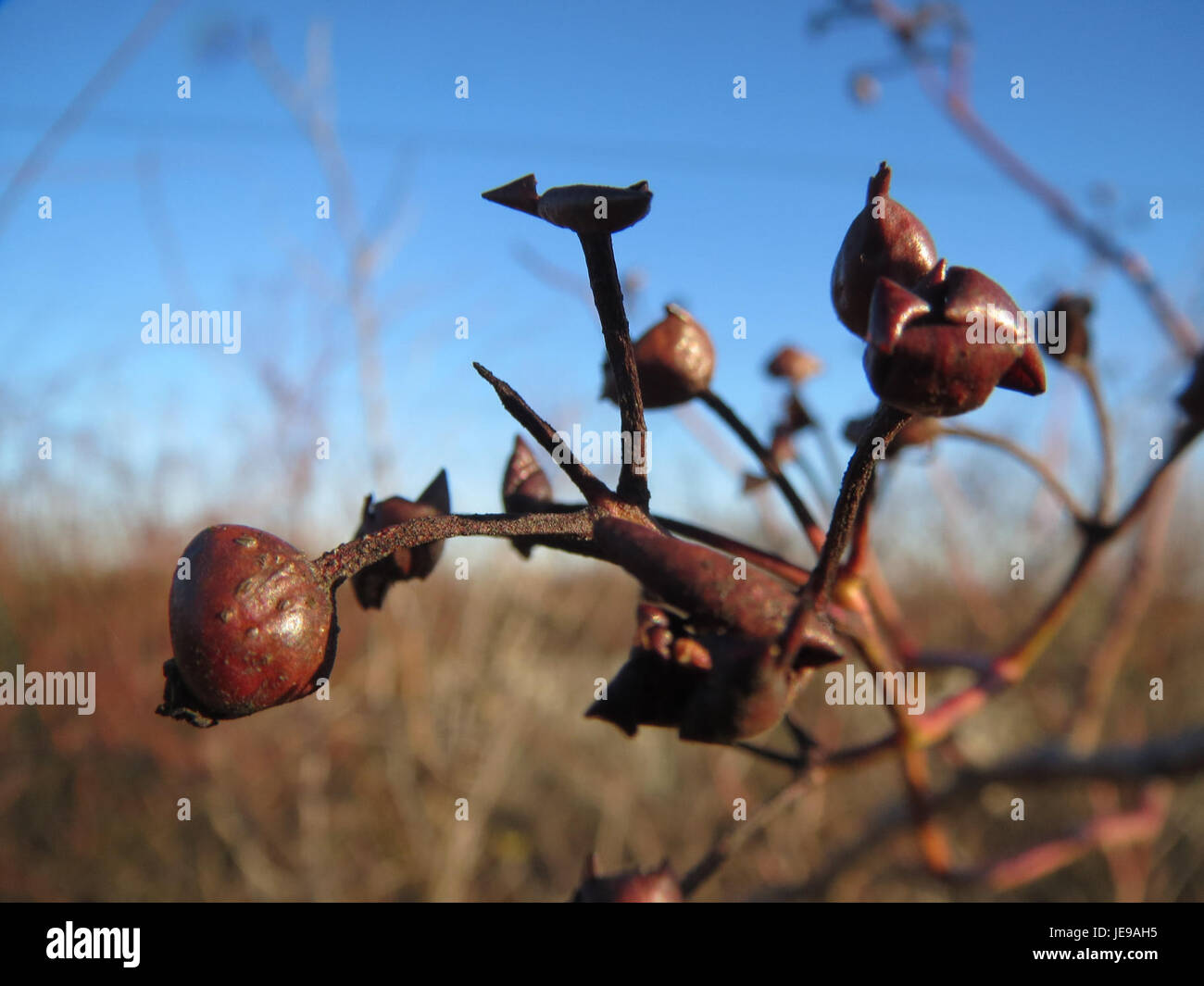 Cette image montre une rose de Neulussheim, en Allemagne, capturée en pleine floraison. La rose est connue pour ses couleurs vives et ses pétales délicats, symbolisant la beauté et la croissance dans les études botaniques. Banque D'Images