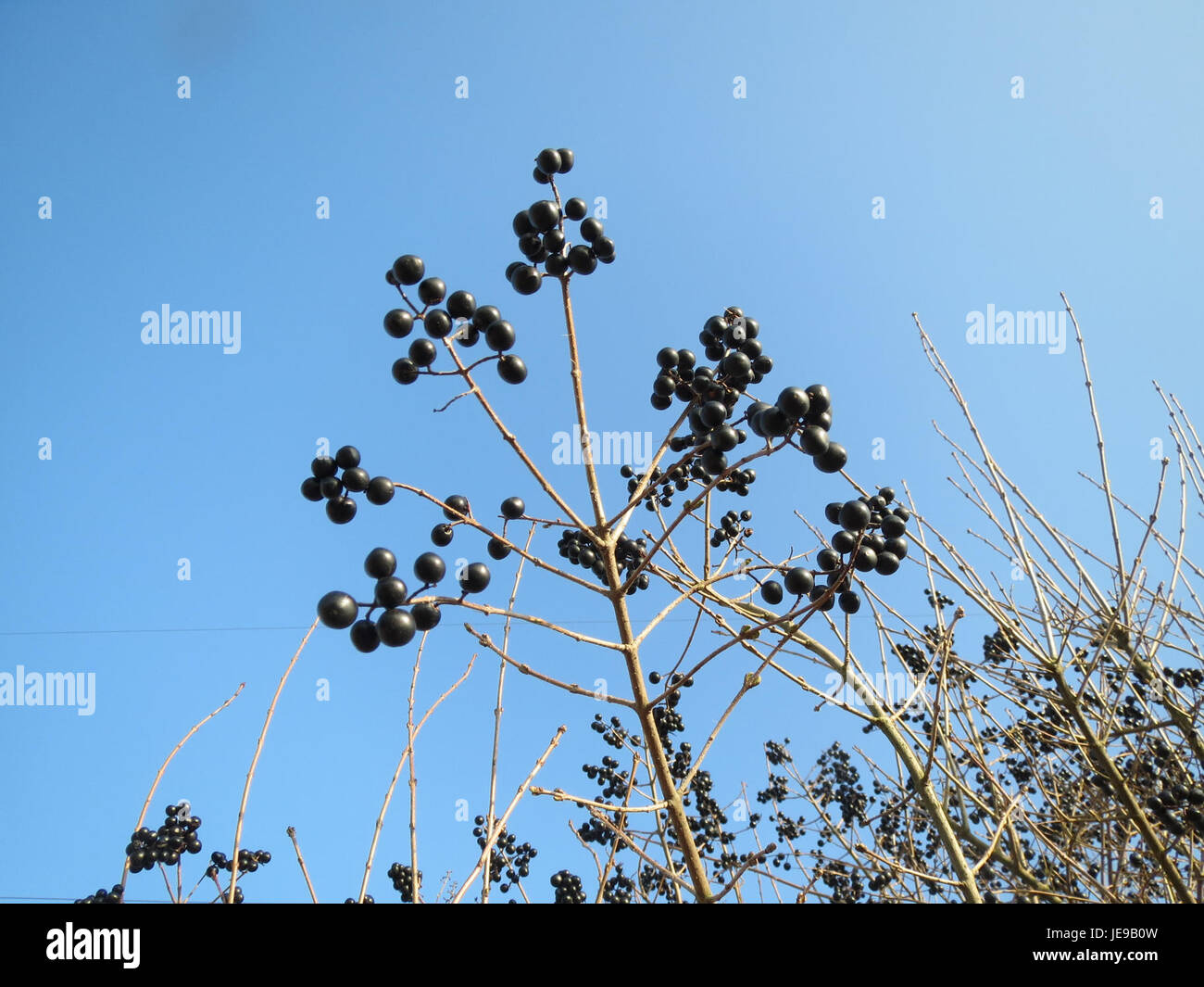 Liguster, ou Privet, est un genre de plantes à fleurs de la famille des oliviers, les Oleaceae. Il est couramment utilisé comme plante de haie en raison de son feuillage dense et de sa facilité de culture dans les régions tempérées. Banque D'Images