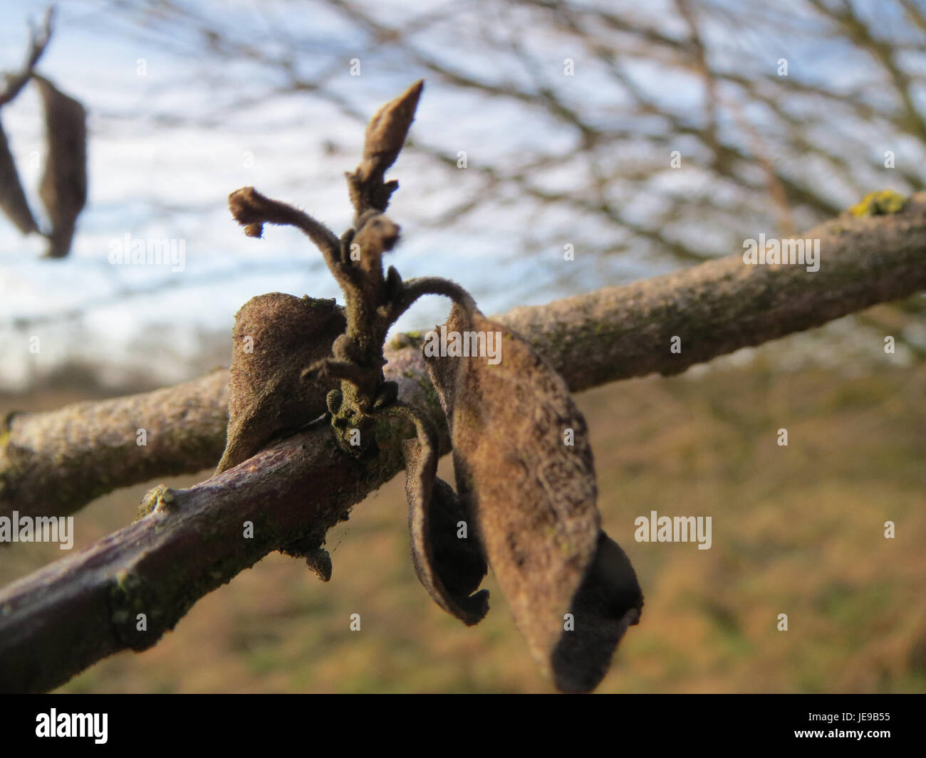 Salix, communément appelé saule, est un genre d'arbres et d'arbustes trouvés à Neulussheim. Ces plantes se caractérisent par leurs longues feuilles étroites et leurs fleurs de catkin. Les saules se trouvent souvent près de l'eau et sont appréciés pour leur flexibilité et leur utilisation dans l'artisanat. Banque D'Images