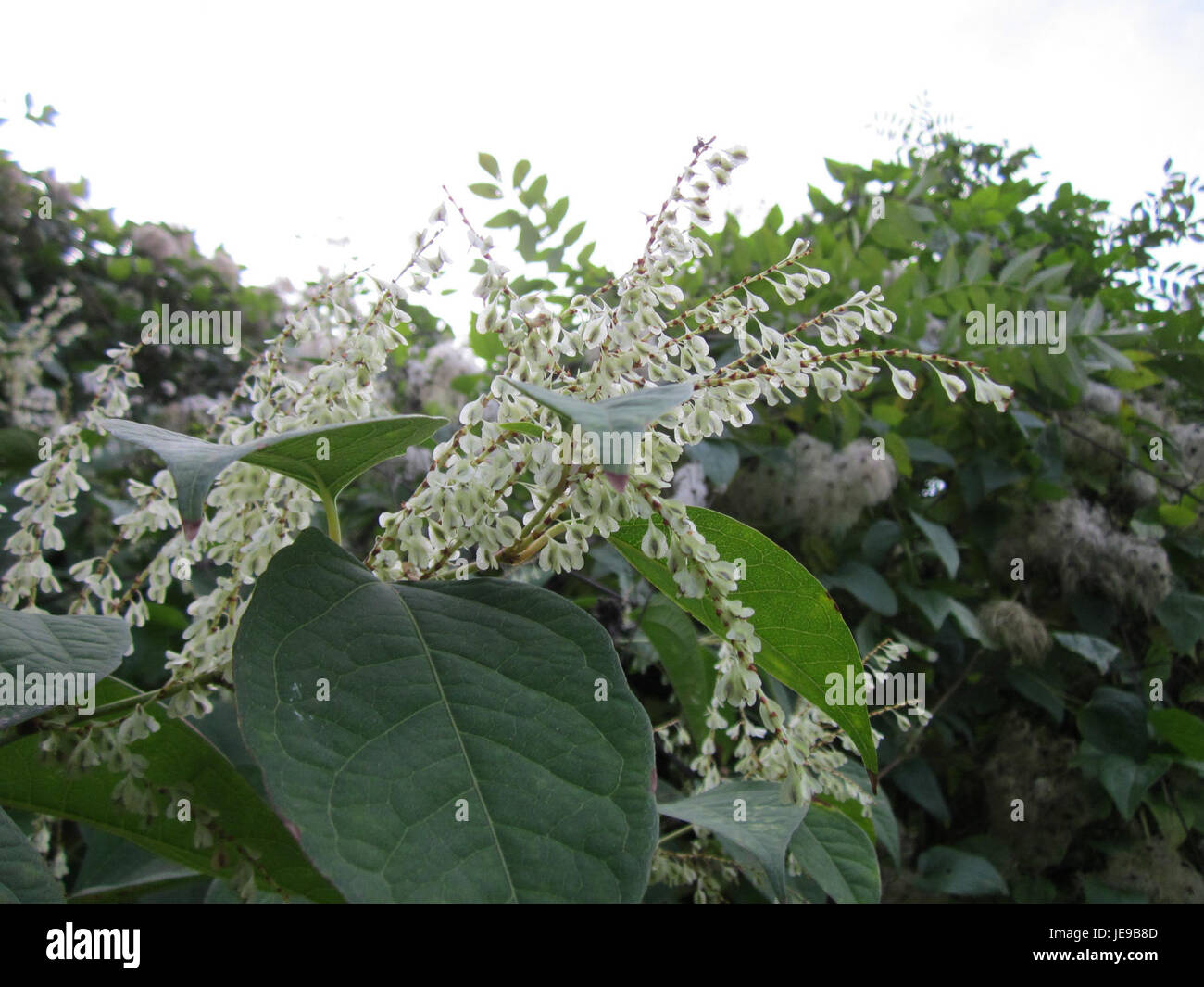 Staudenknoeterich, ou herbe à nouer vivace, est une espèce végétale robuste trouvée dans la région de Sankt Arnual. Reconnue pour sa résilience, elle pousse dans les zones perturbées et contribue à l’écosystème local. Banque D'Images