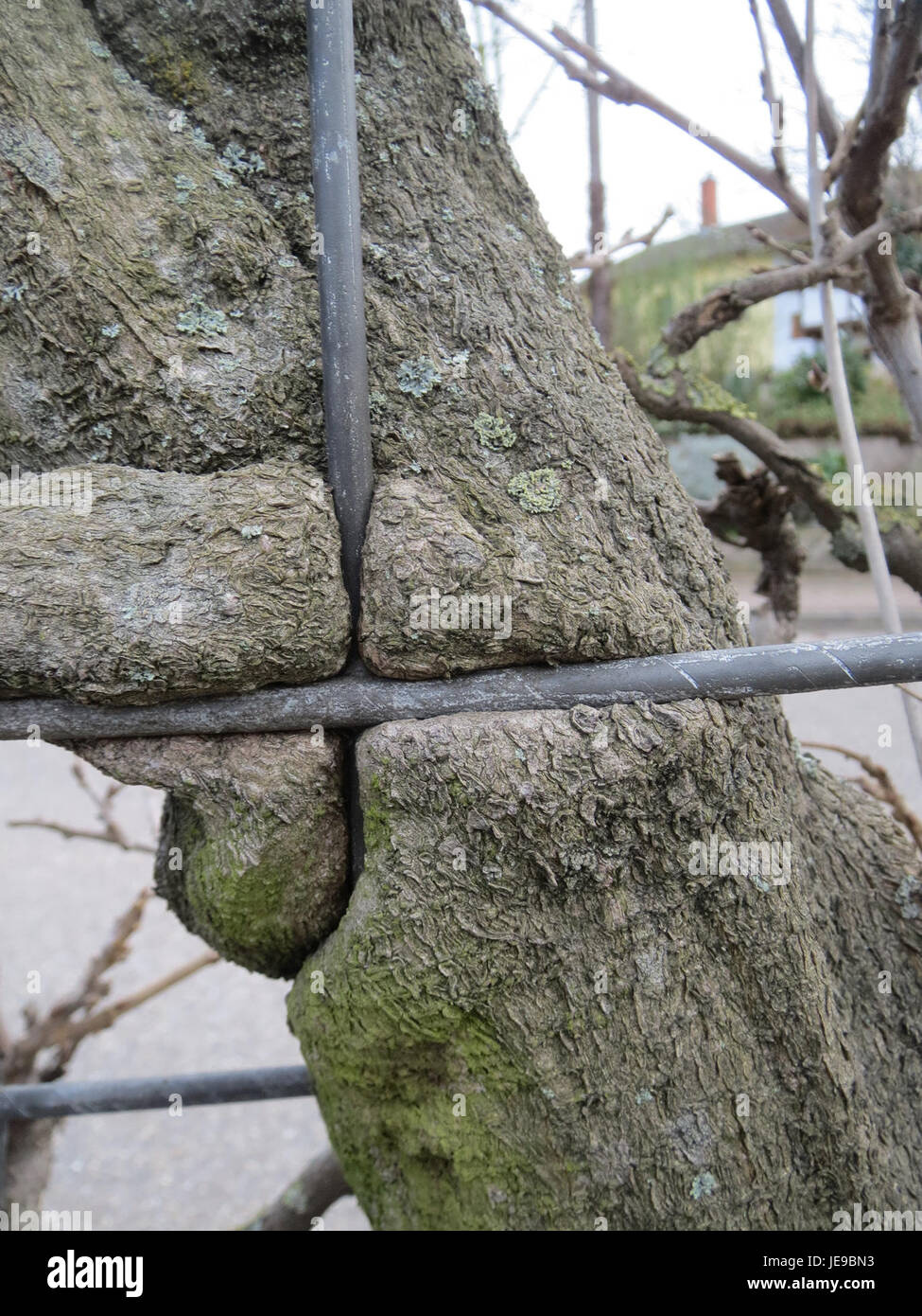 Wisteria floribunda, communément appelée wisteria japonaise, est une plante à fleurs connue pour ses grappes en cascade de fleurs violettes ou blanches. Il est originaire du Japon et est populaire dans les jardins pour ses fleurs parfumées et sa croissance vigoureuse. Banque D'Images