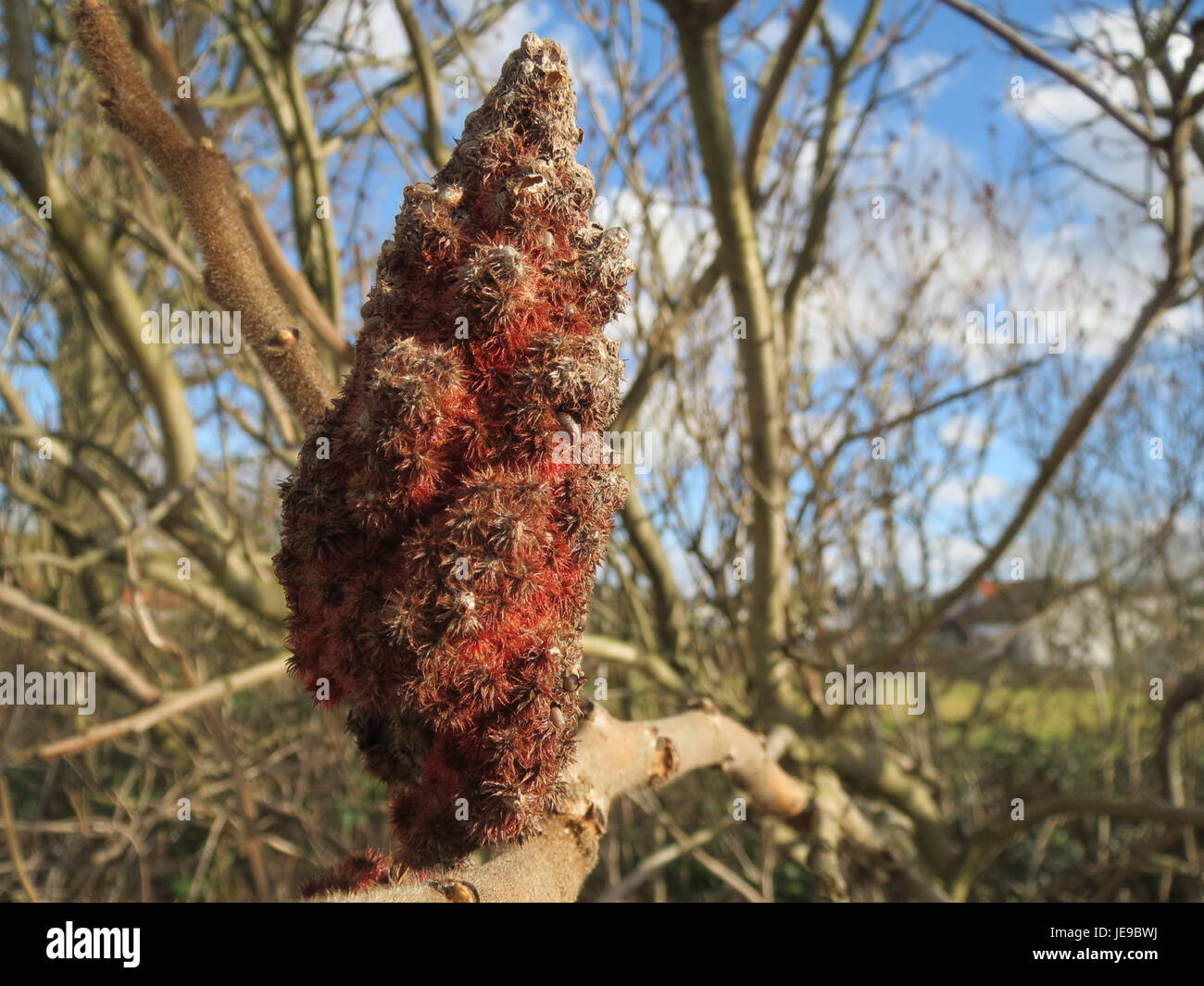 La photographie, prise le 12 février 2014, montre un arbre Essigbaum (Celtis) à Reilingen, en Allemagne. L'arbre est connu pour ses caractéristiques robustes et ses feuilles distinctives, généralement trouvées dans les climats tempérés. Banque D'Images