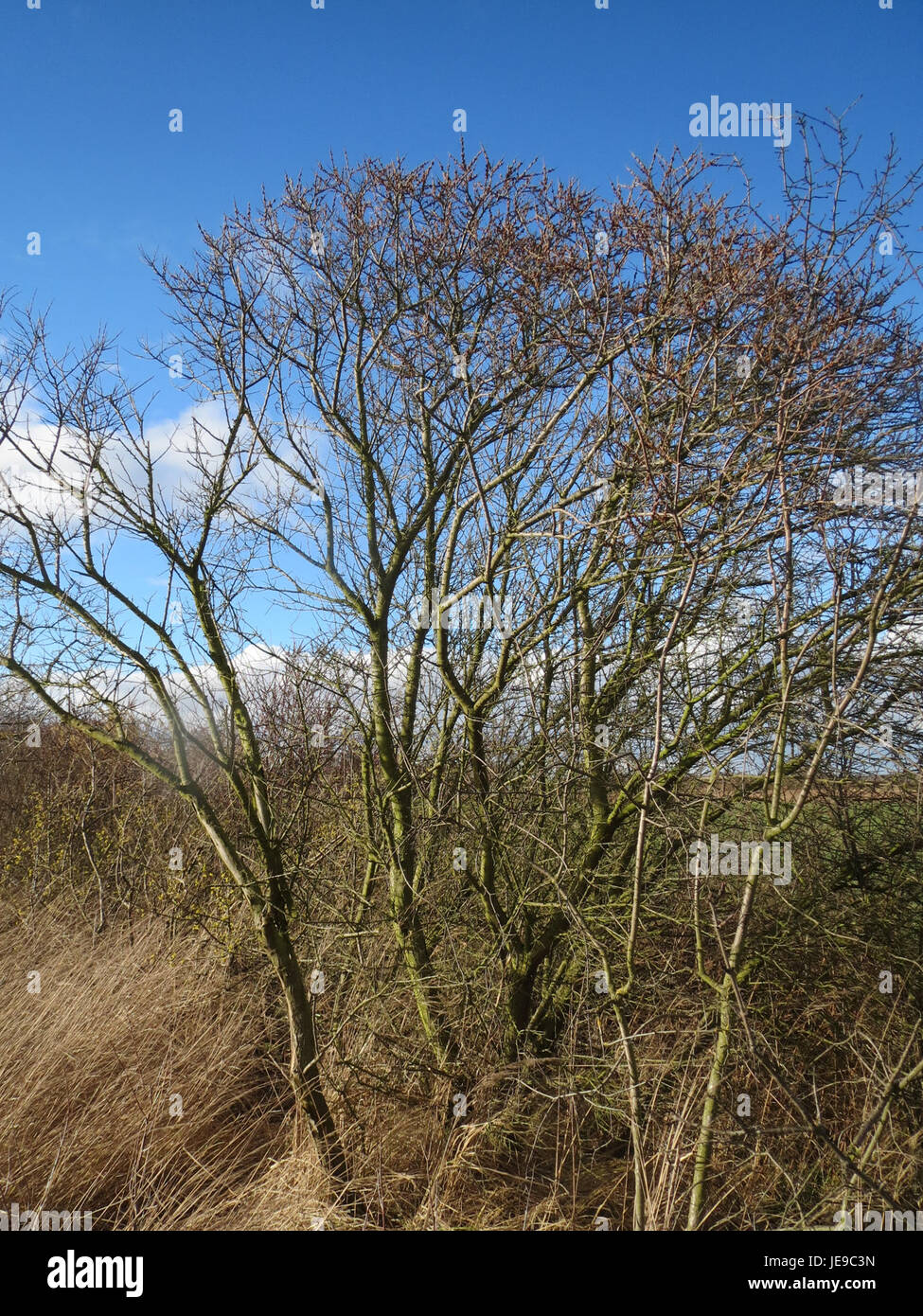 Hippophae rhamnoides, communément appelé argousier, est un arbuste originaire d'Europe et d'Asie. Il produit des baies d'orange riches en vitamines et antioxydants, utilisées à des fins médicinales et dans des produits alimentaires tels que les jus et les huiles. Banque D'Images