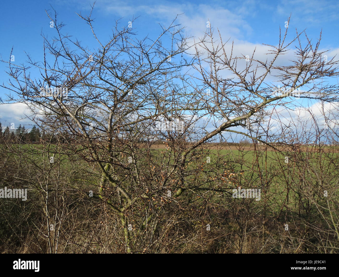 Une photographie prise le 16 février 2014 montre *Hippophae rhamnoides*, communément appelé argousier, un arbuste rustique aux baies orange vif. La plante est appréciée pour ses propriétés nutritionnelles et médicinales. Banque D'Images