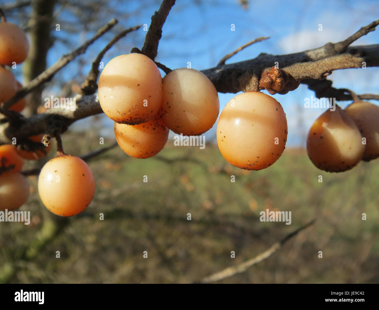 Hippophae rhamnoides, communément appelé argousier, est un arbuste robuste connu pour ses baies orange vif. La plante, photographiée le 16 février 2014, est appréciée pour ses propriétés médicinales et pousse souvent dans les régions côtières, fournissant un habitat à la faune et stabilisant les dunes de sable. Banque D'Images