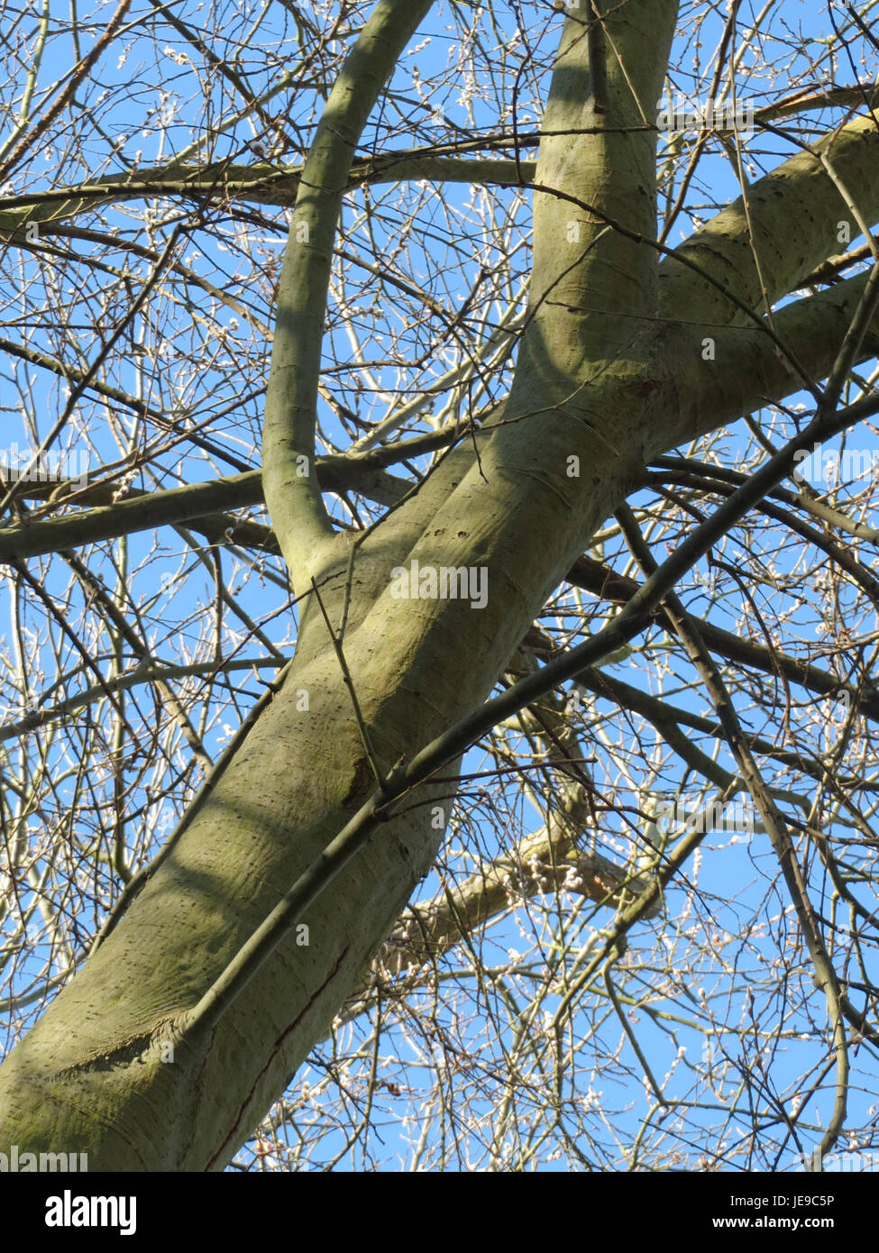 Cette image montre un Salweide, ou *Salix*, un genre de saule, situé à Hockenheim, en Allemagne. La photographie capture les branches pleureuses et la forme caractéristique de l'arbre de saule, qui est couramment trouvé dans les climats tempérés et utilisé dans l'aménagement paysager pour son aspect gracieux. Banque D'Images