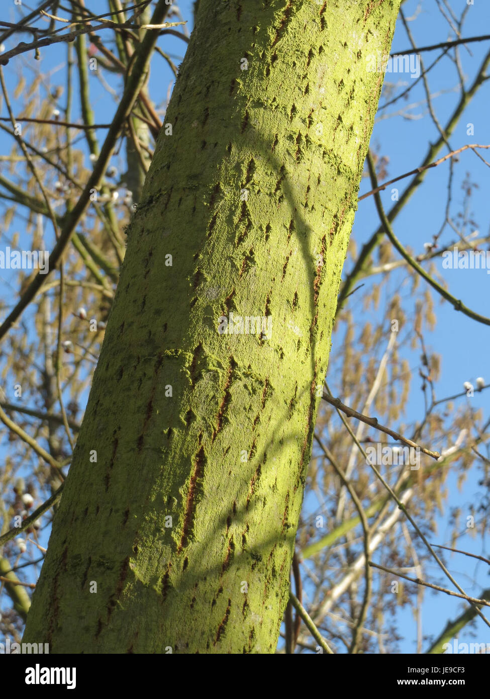 Cette photographie de Salix caprea, également connu sous le nom de saule de chèvre, prise le 24 février 2014, montre les bourgeons printaniers de la plante, signe de la prochaine saison de floraison. Banque D'Images