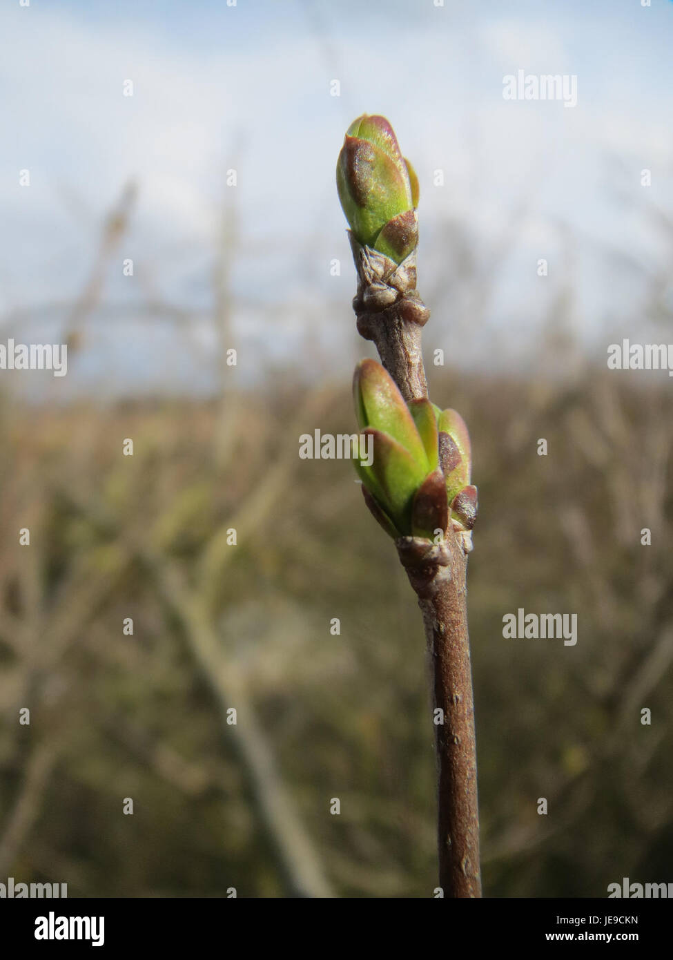 Cette photographie prise le 27 février 2014 montre Ligustrum vulgare, communément appelé privet commun, poussant dans un habitat naturel. La plante est un arbuste à feuilles caduques couramment utilisé dans les haies. Banque D'Images