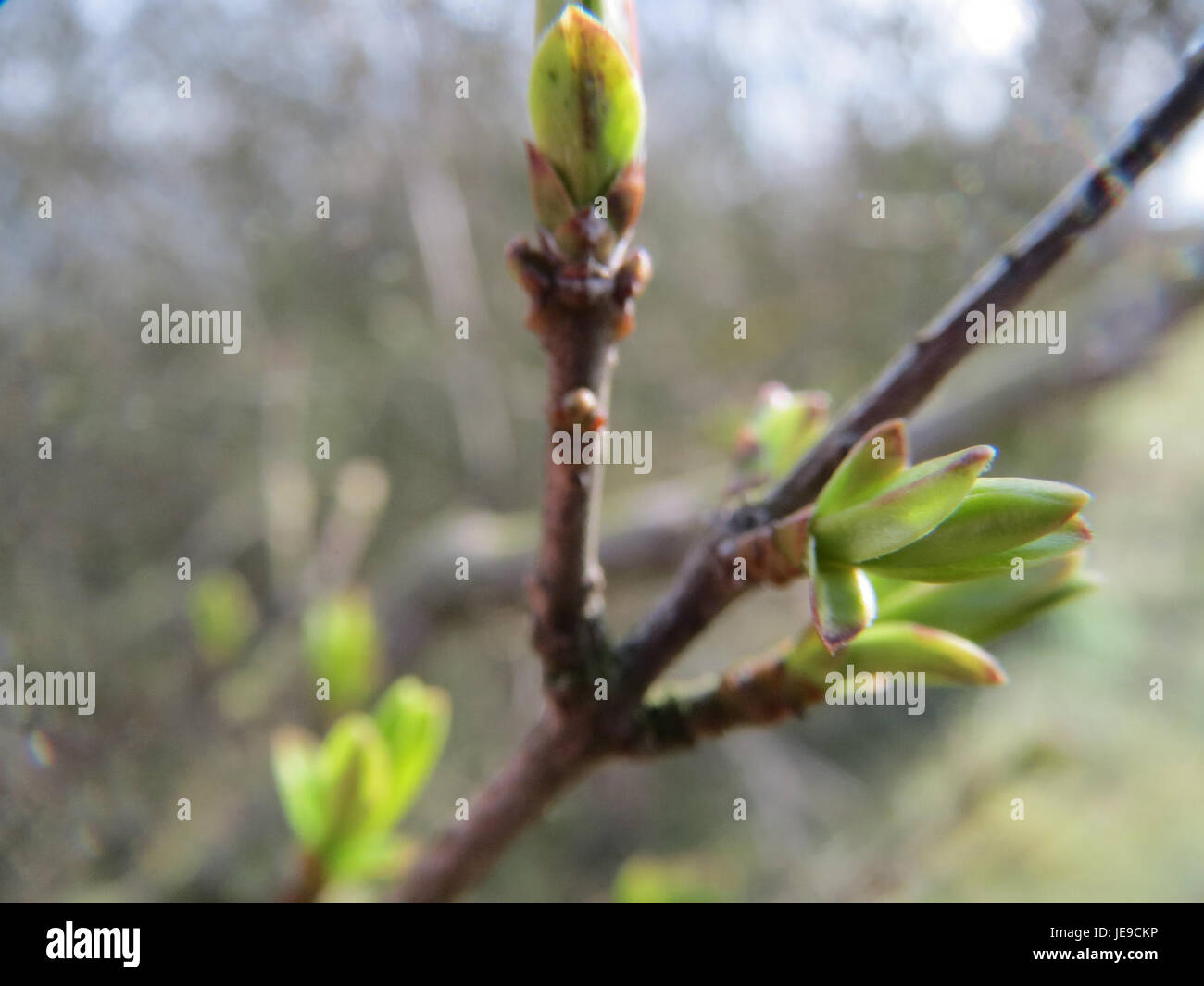 Image de Ligustrum vulgare, communément appelé privet. Cette plante est souvent utilisée pour les haies et les ornements, avec un feuillage dense et de petites fleurs blanches. Banque D'Images