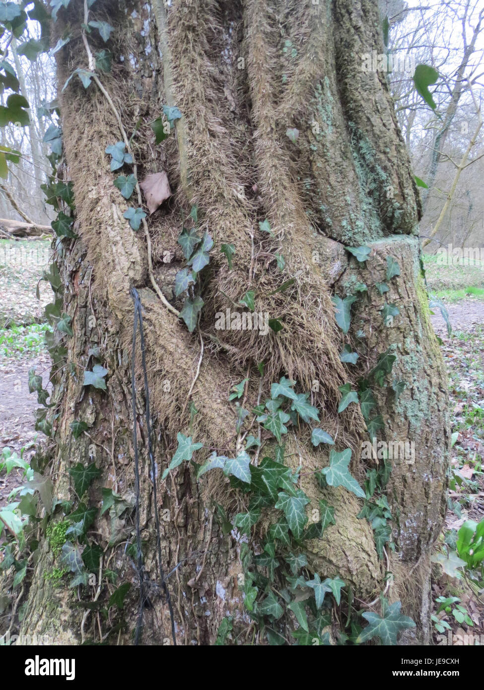 Cette image du 1er mars 2014 montre Hedera Helix, communément appelé lierre anglais. Cette plante grimpante à feuilles persistantes est largement utilisée dans l'aménagement paysager pour sa croissance robuste et son feuillage attrayant. Banque D'Images