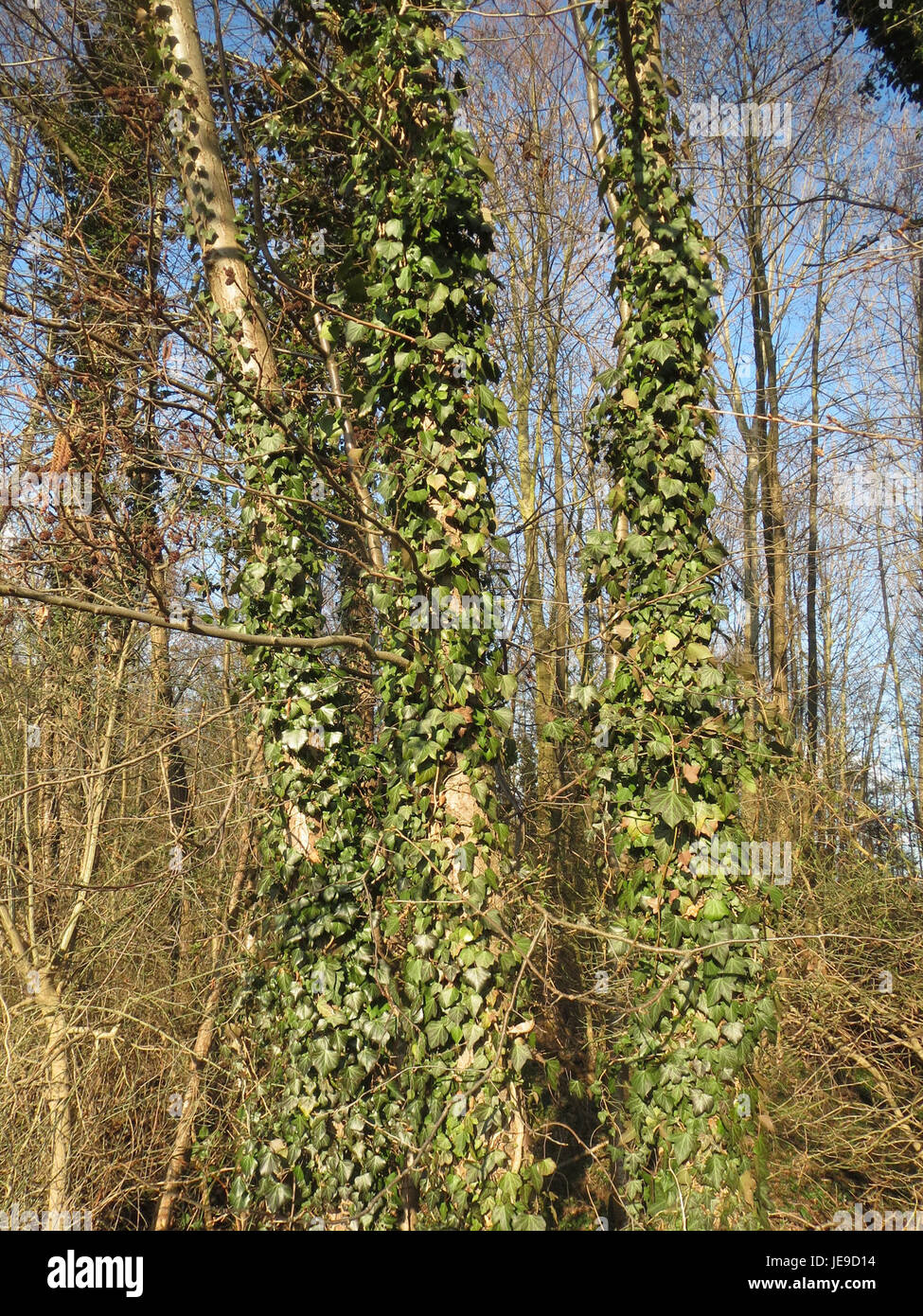 Hedera Helix, communément appelé Ivy anglais, est une vigne à feuilles persistantes polyvalente et robuste. Il pousse sur diverses surfaces et est couramment trouvé dans les jardins, ainsi que dans les habitats naturels à travers l'Europe et l'Asie. Banque D'Images