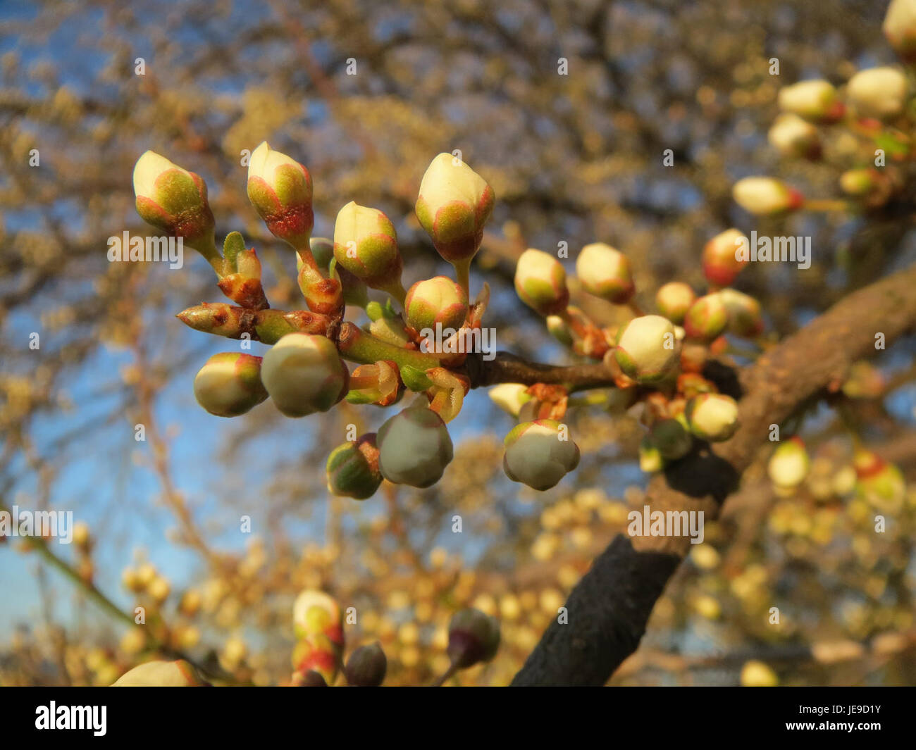 Référence botanique à 'Prunus cerasifera' observée à Hockenheim, datée du 2 mars 2014. Banque D'Images