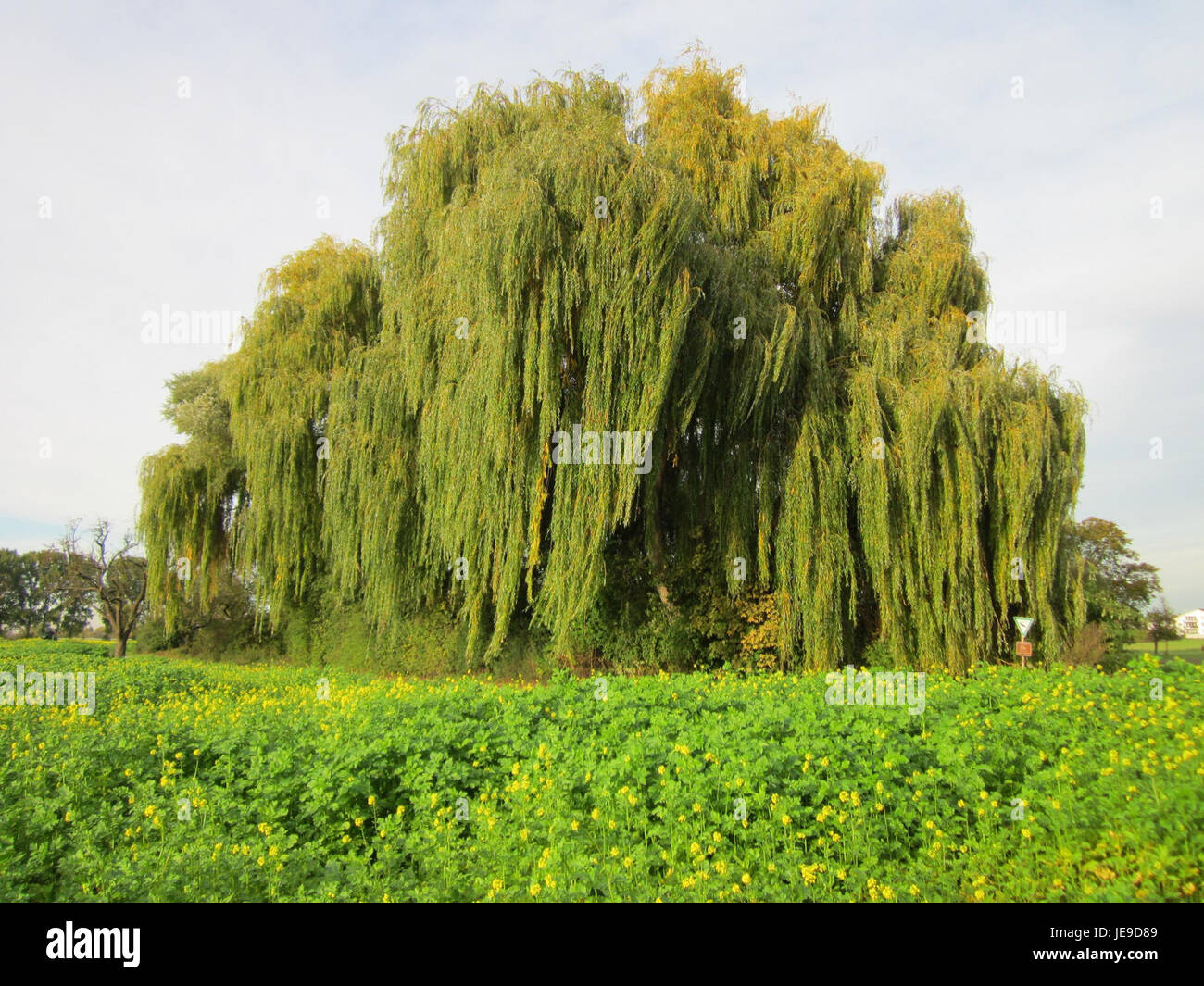 Photographie d'un Trauerweide (saule pleureur) à Altlussheim, prise le 18 octobre 2012, montrant les branches tombantes de l'arbre et l'environnement environnant. Banque D'Images
