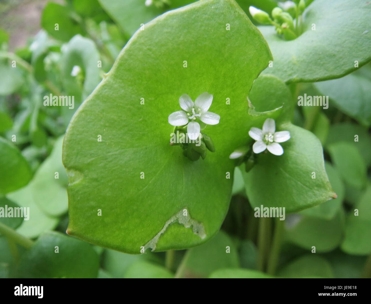 Cette image montre Claytonia perfoliata, également connue sous le nom de laitue de mineur, une plante verte feuillue originaire d'Amérique du Nord. Il est souvent trouvé dans les jardins et utilisé dans les plats culinaires pour sa saveur douce. Banque D'Images
