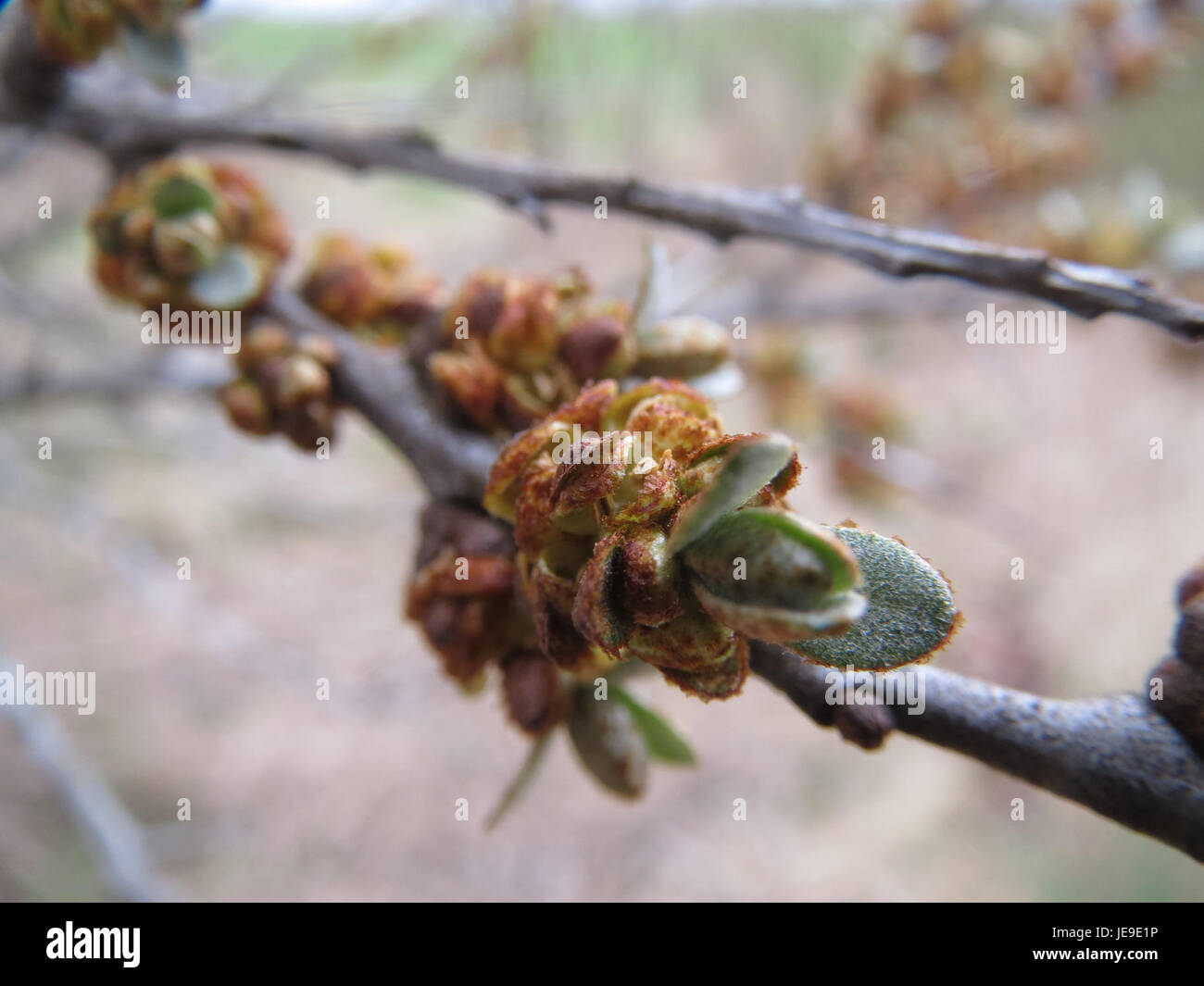 Hippophae rhamnoides, communément appelé argousier, est un arbuste à feuilles caduques originaire d'Europe et d'Asie. Il est reconnu pour ses baies orangées vives, riches en vitamines et en antioxydants, souvent utilisées dans les compléments de santé et les produits de soins de la peau. Banque D'Images