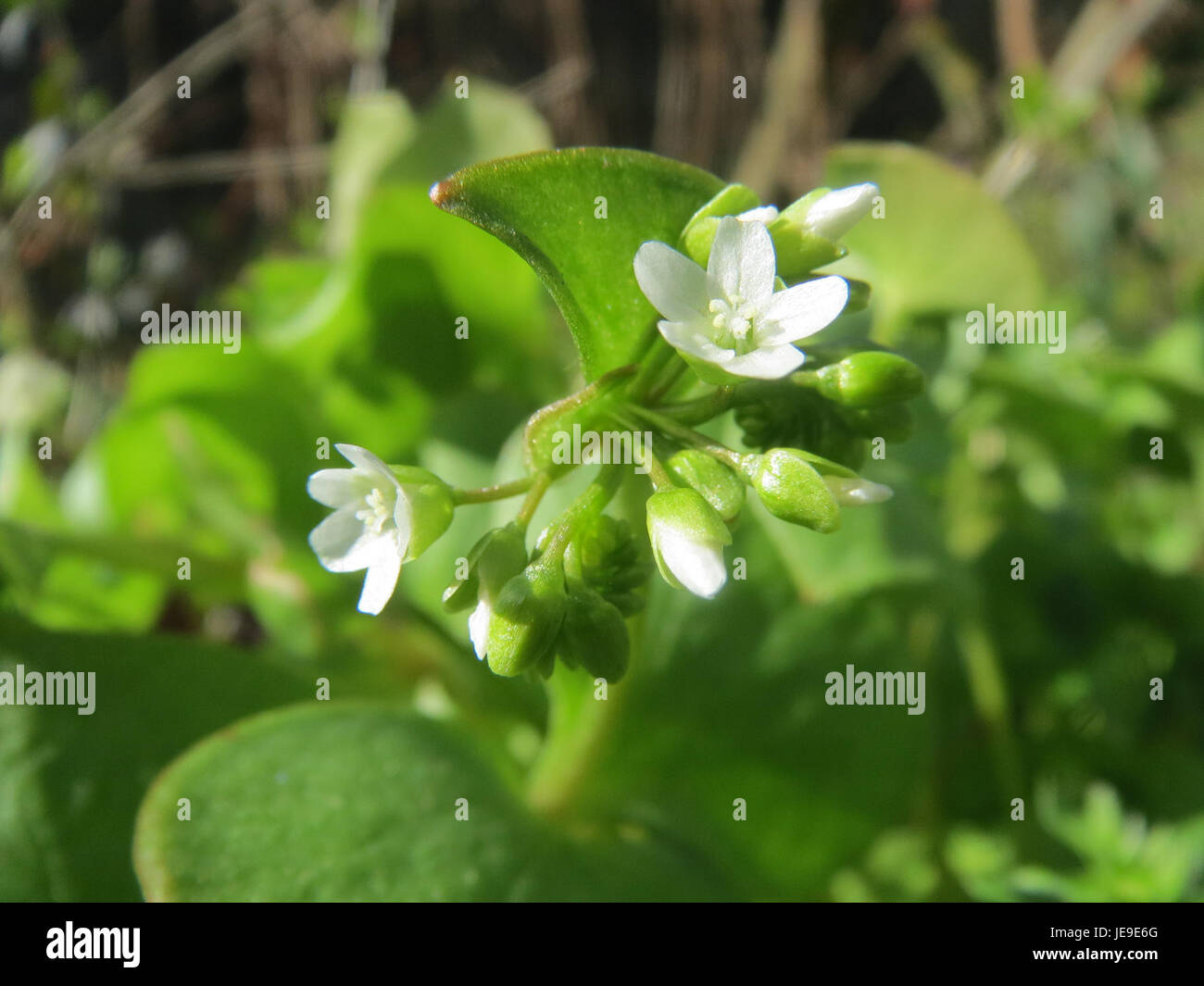 Claytonia perfoliata, également connue sous le nom de laitue de Miner, est une plante verte feuillue originaire d'Amérique du Nord. Il est couramment trouvé dans les jardins et les forêts et est connu pour ses feuilles comestibles utilisées dans les salades et comme garniture. Banque D'Images