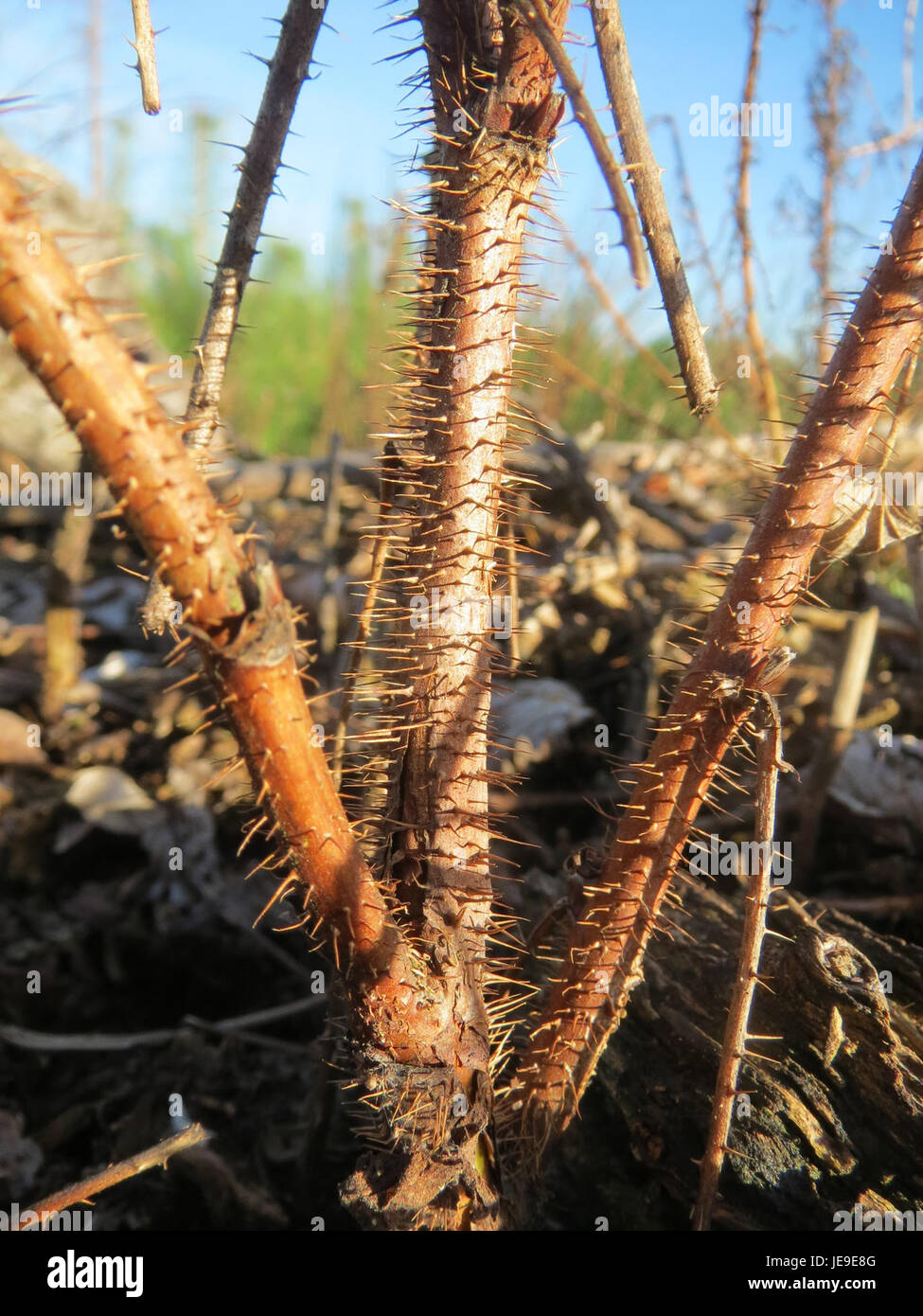 Rosa rugosa, ou rose rugosa, est un arbuste robuste connu pour ses fleurs parfumées, roses ou blanches et sa capacité à prospérer dans les environnements côtiers. Banque D'Images