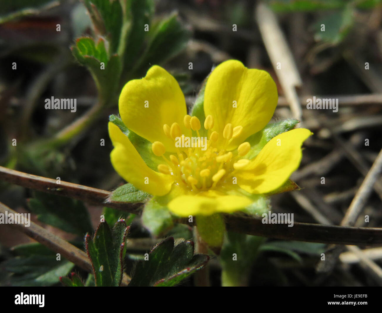 Potentilla neumanniana est une espèce de plante à fleuret, connue pour ses fleurs jaunes et sa résilience dans les sols rocheux ou secs. On le trouve souvent dans les régions alpines et tempérées à travers l'Europe. Banque D'Images