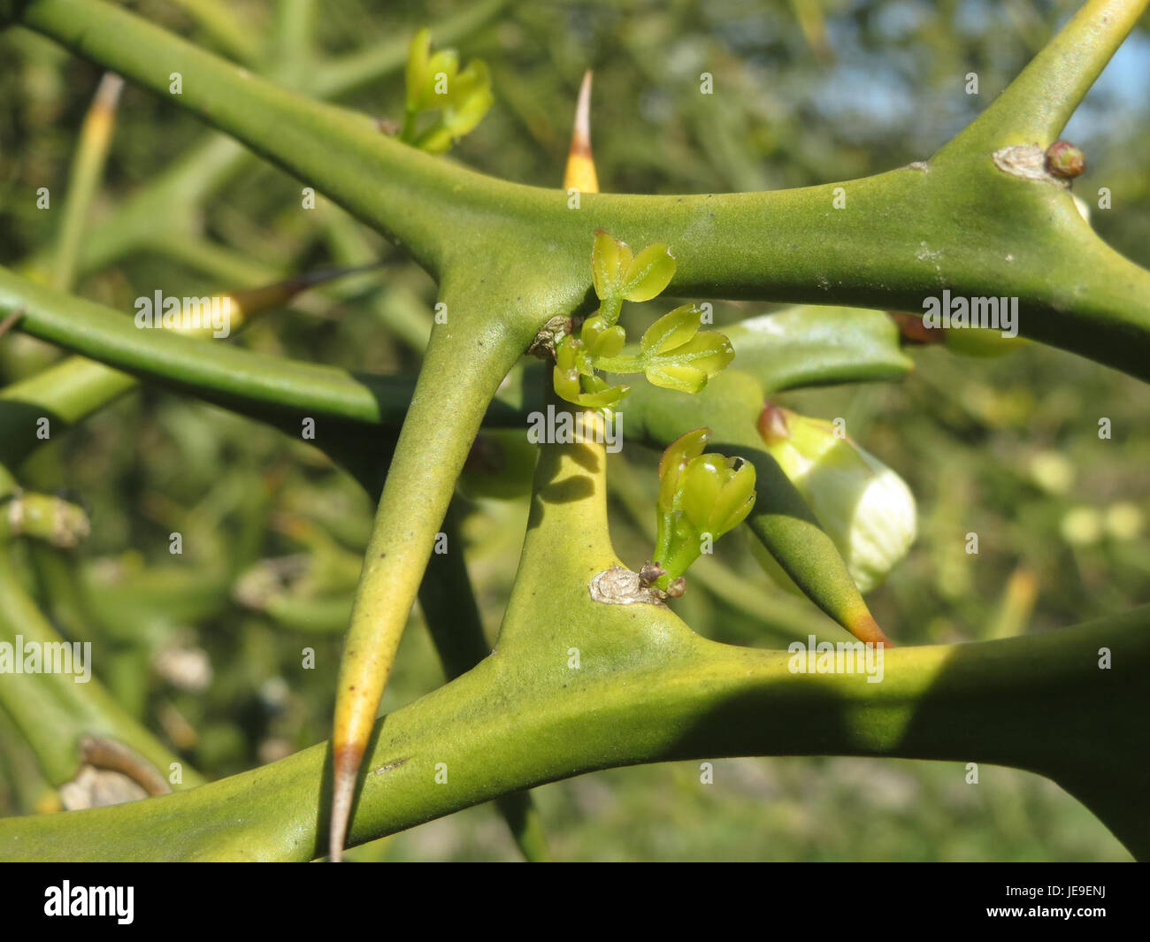 Cette image montre Poncirus trifoliata, communément appelé orange trifoliée, un agrume robuste connu pour ses épines aiguisées et sa valeur ornementale. Banque D'Images