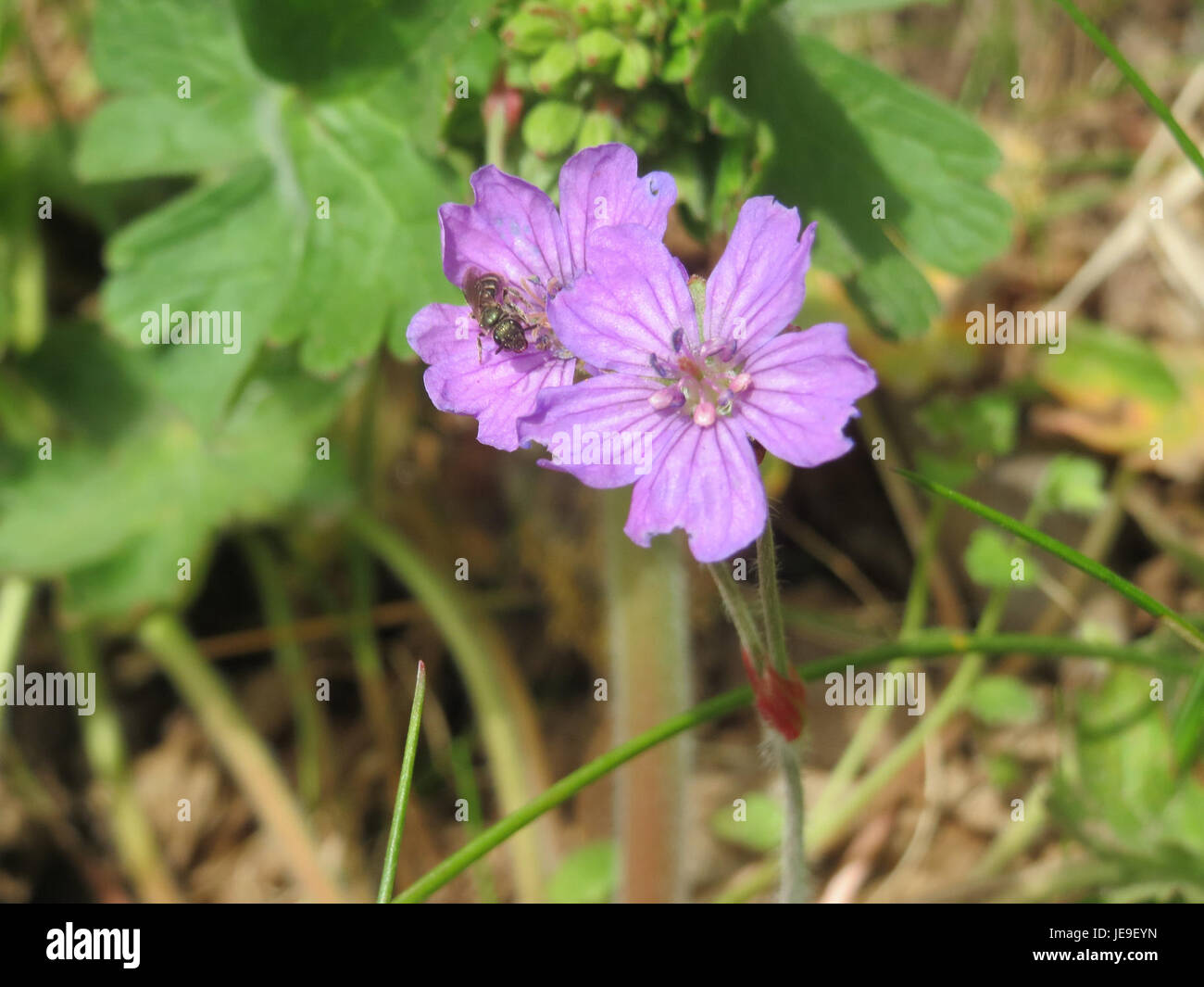 Geranium pyrenaicum, communément appelé géranium pyrénéen, est une espèce de plante à fleurs originaire des Pyrénées. Il est reconnu pour ses fleurs roses à violettes et son utilisation dans les jardins ornementaux. Banque D'Images