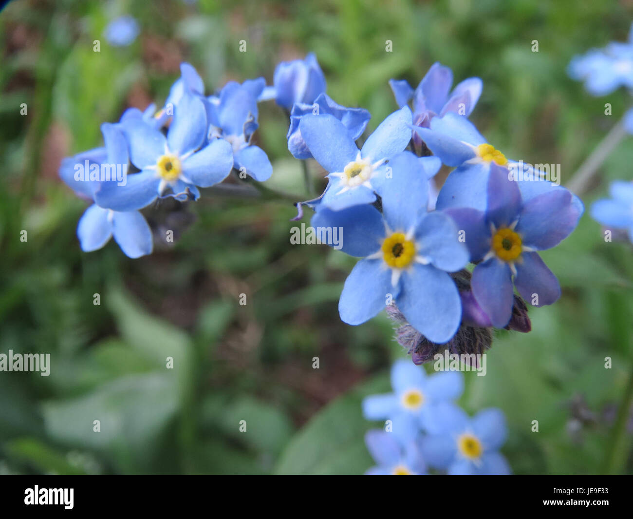 'Myosotis sylvatica', communément appelée Forget-me-not, est une plante à fleurs vivace originaire d'Europe. Il pousse dans les zones boisées ombragées et est connu pour ses petites fleurs bleues. Banque D'Images