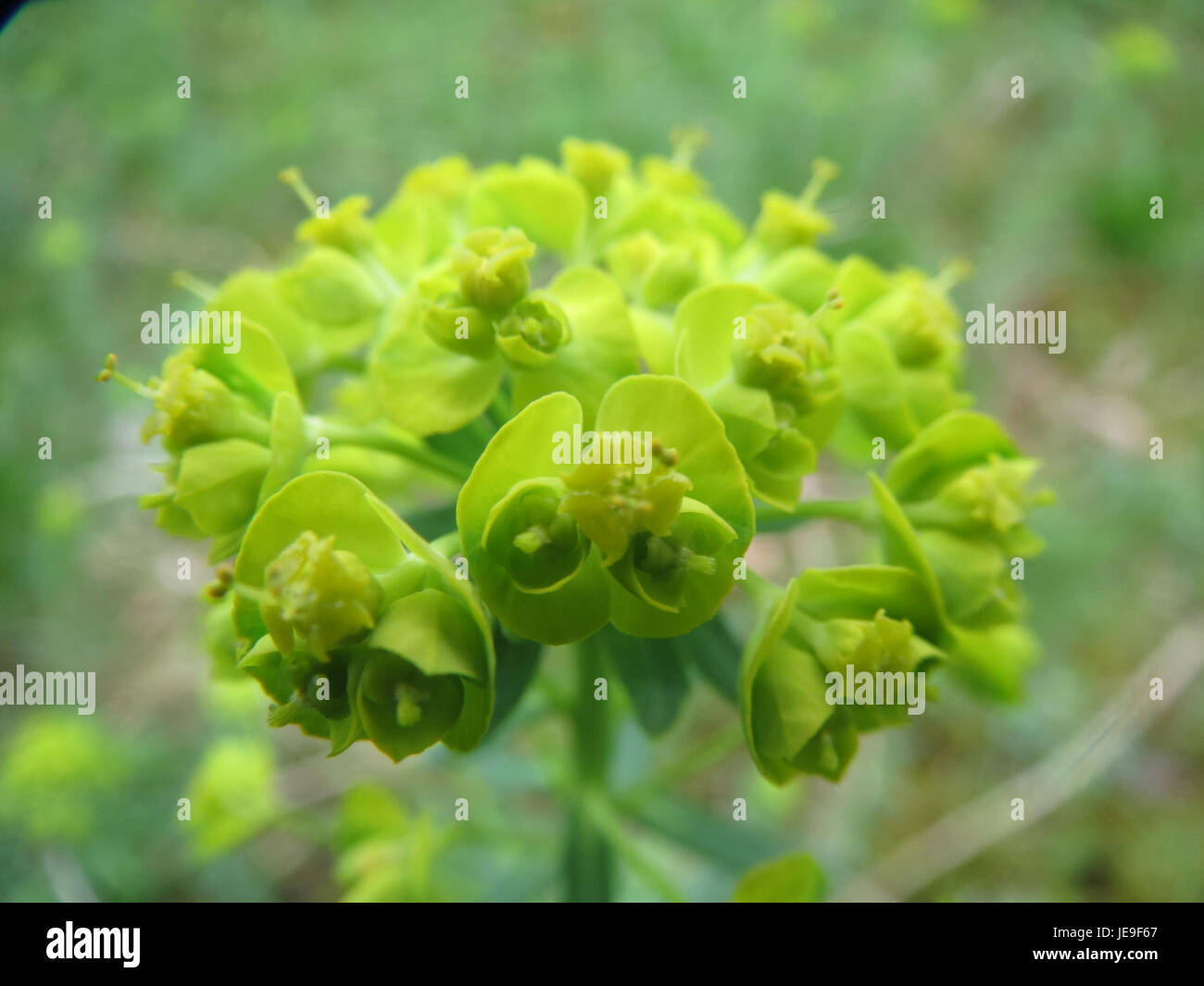 Cette image montre Euphorbia cyparissias, également connu sous le nom de cyprès spurge. Plante vivace, elle se caractérise par ses fleurs jaune-vert et ses feuilles étroites et pointues, souvent trouvées dans les sols secs et sablonneux. Banque D'Images