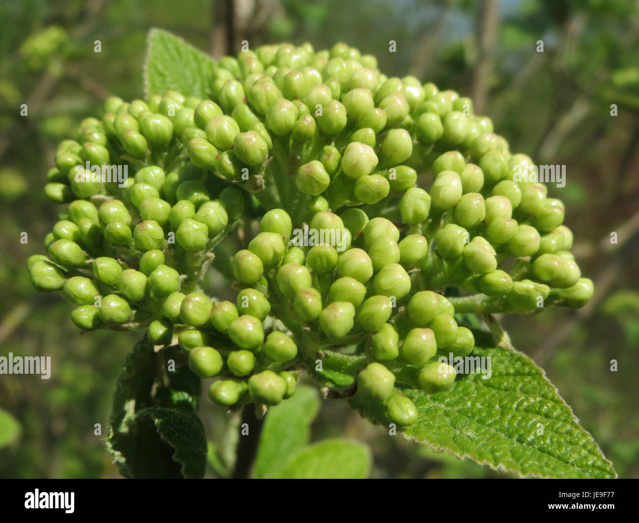 Viburnum lantana, ou arbre de wayfaring, est un arbuste à feuilles caduques trouvé en Europe et en Asie. Connue pour ses fleurs blanches et ses baies rouges, cette plante est utilisée dans le jardinage ornemental et comme haie. Banque D'Images