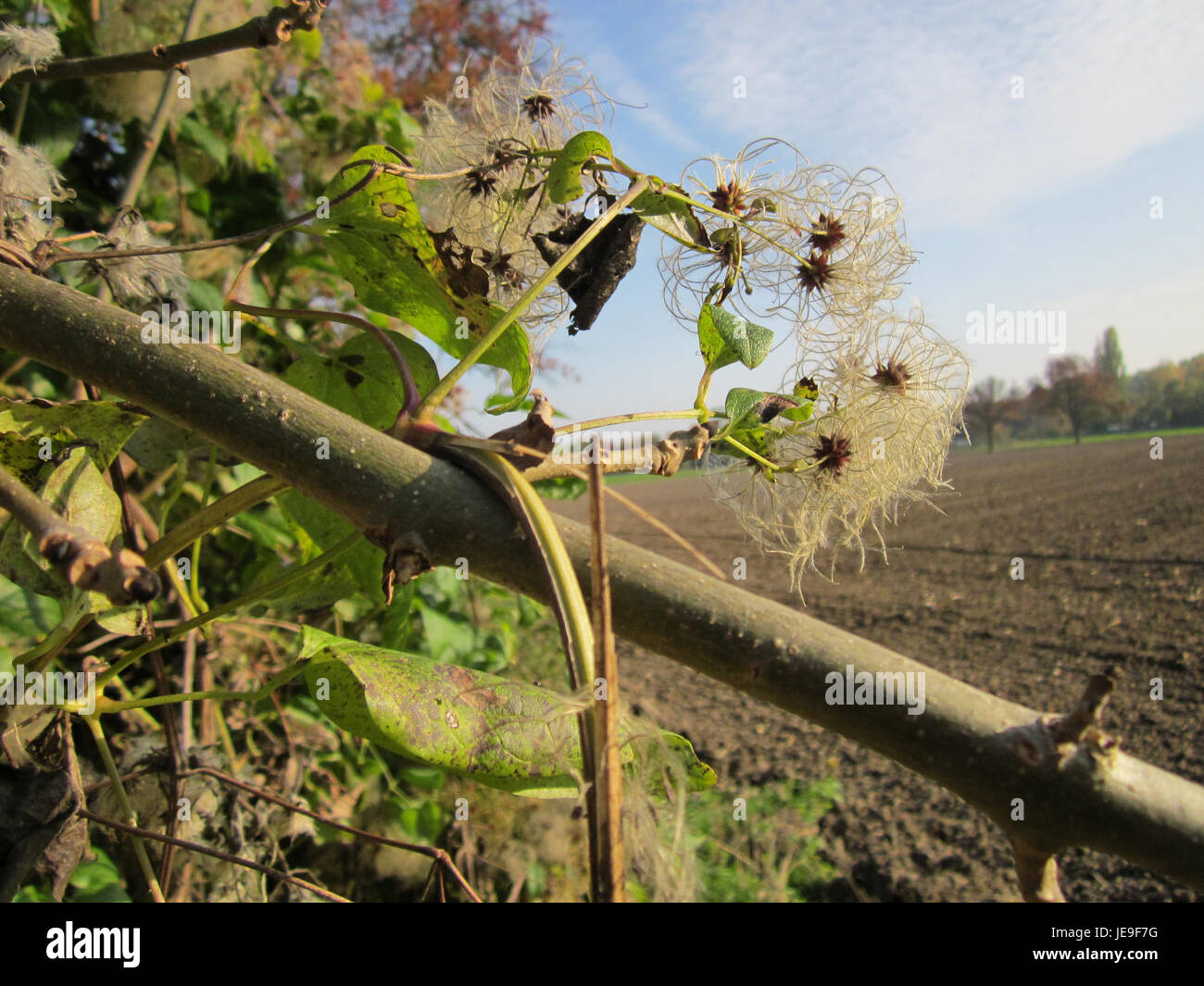Une photographie de la 'Alte Landstrasse' (vieille route de campagne), prise le 21 octobre 2012, montrant le paysage rural pittoresque typique de cette route historique en Allemagne. Banque D'Images
