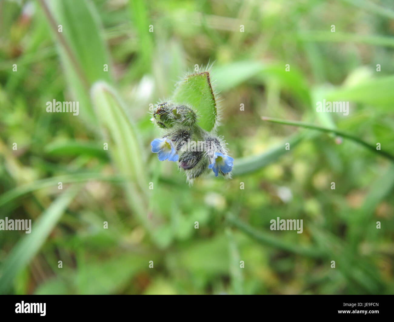 Myosotis stricta, également connu sous le nom de bleu Forget-me-Not, photographié le 7 avril 2014, mettant en valeur ses fleurs bleues et son habitude de croissance compacte. Banque D'Images